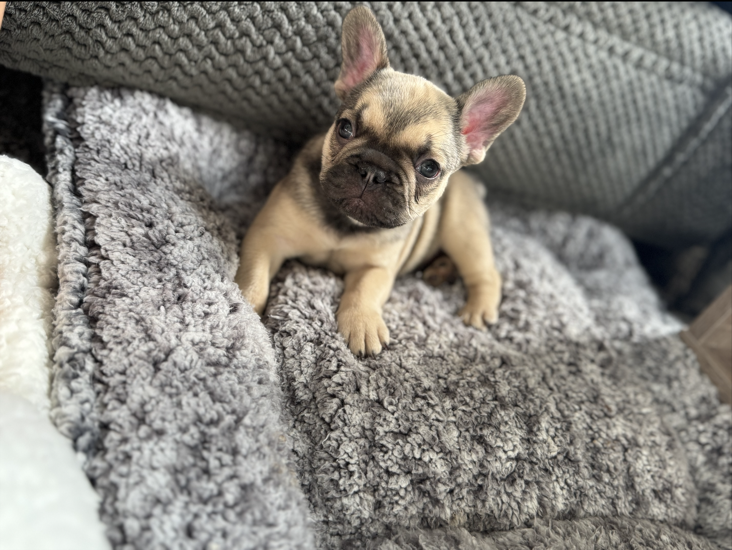 Screenshot 2025-12-18 at 12.30.11 PM.png