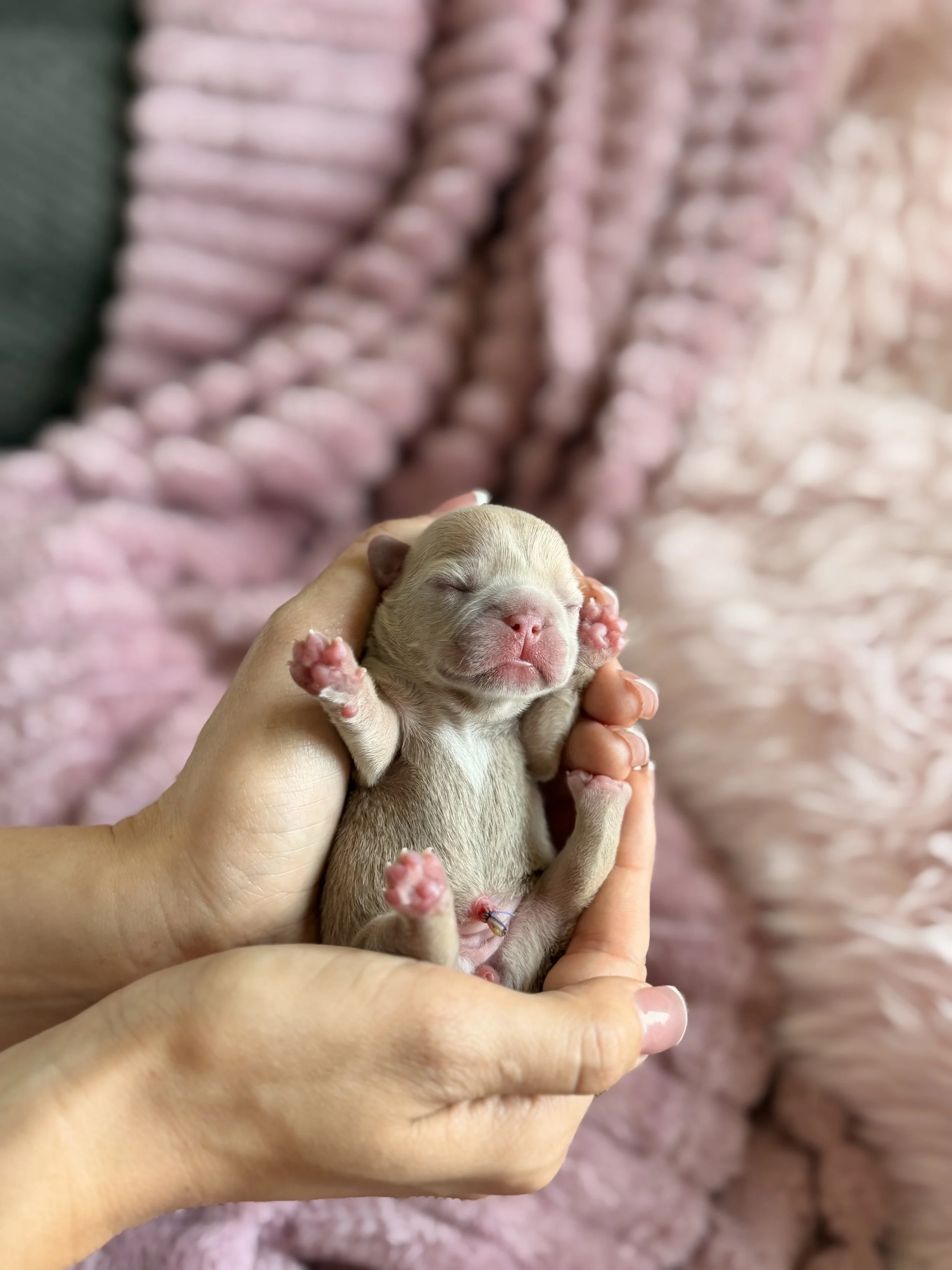 A tiny, newborn puppy with closed eyes is being gently held in a person's hand. The background shows a soft, pink, textured blanket.