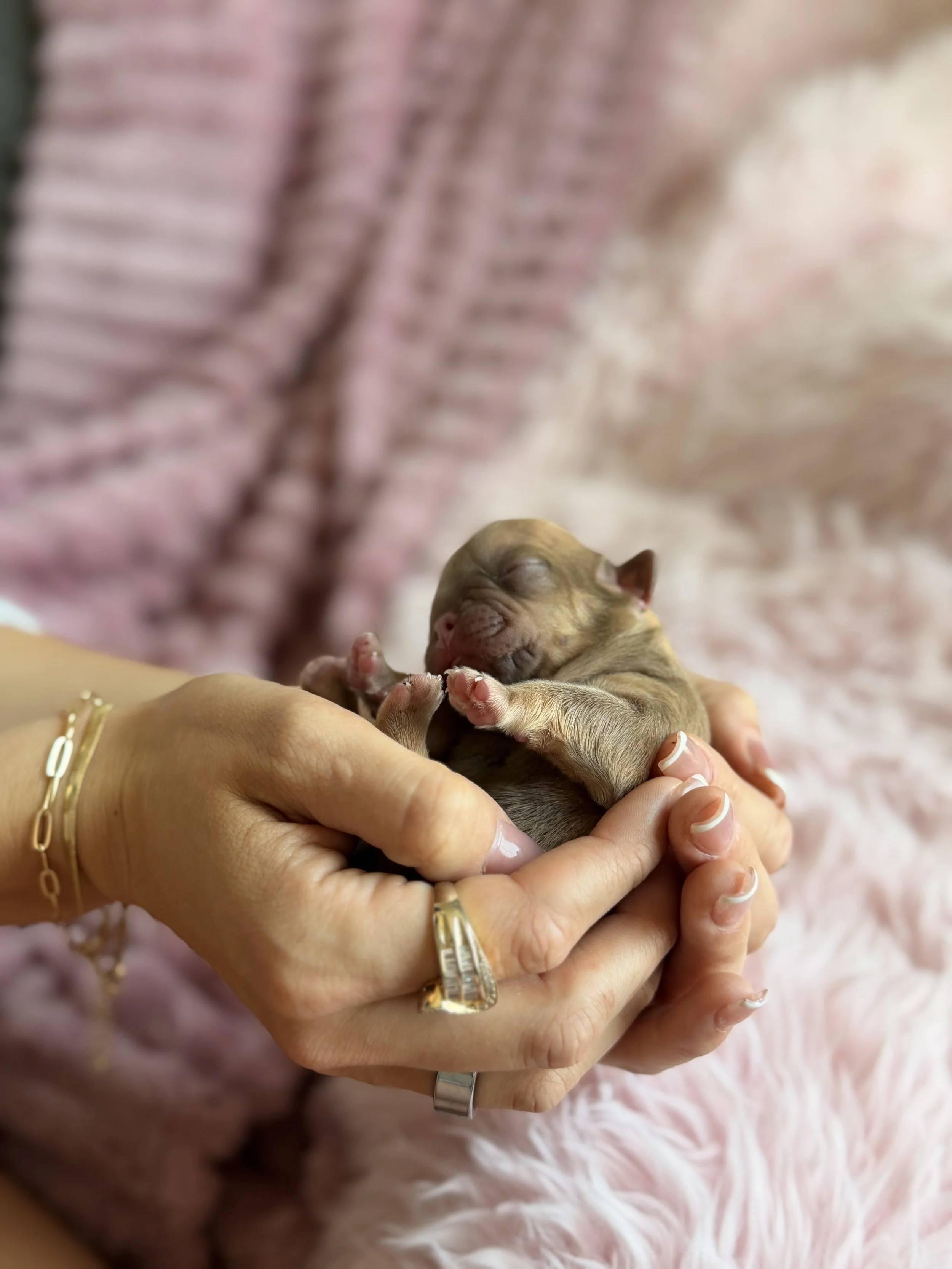 A small newborn puppy being gently held in a person's hand.