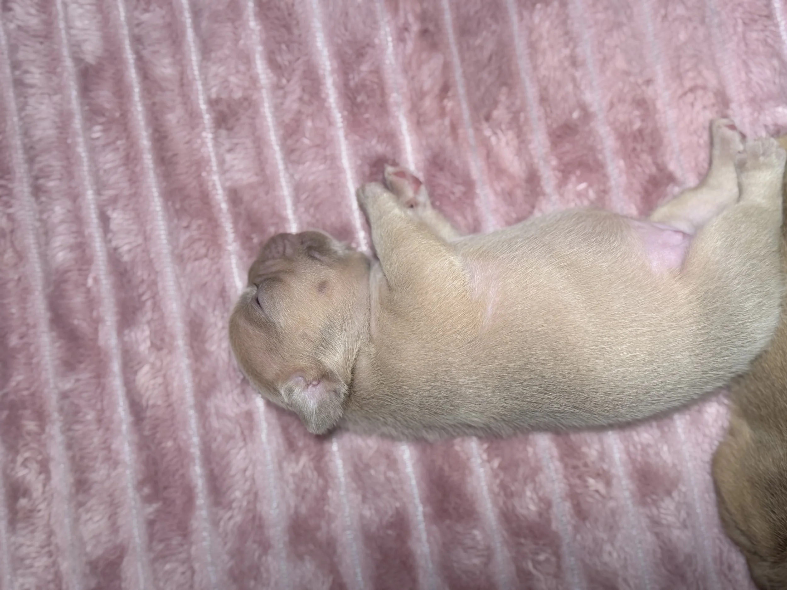 A light-colored puppy lying on a pink, textured blanket, appearing to be sleeping.