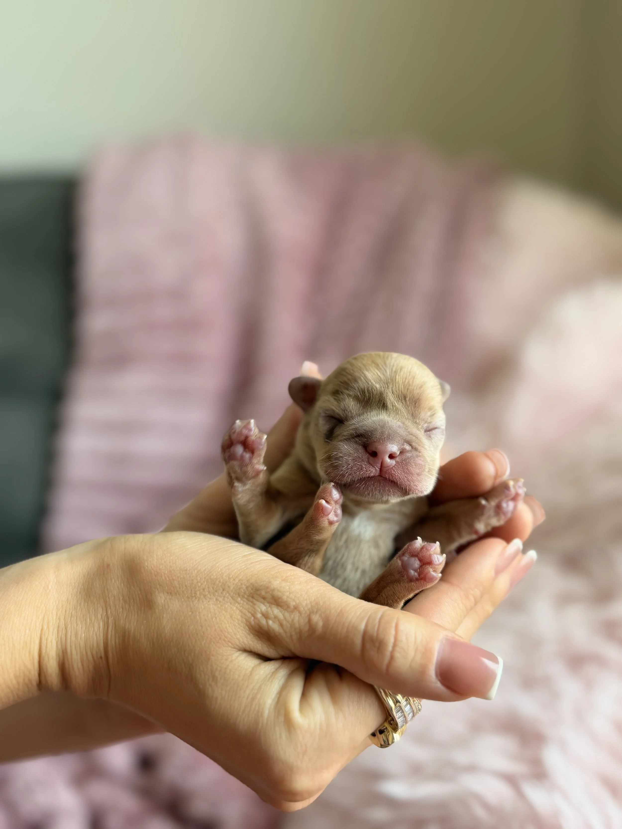 Close-up of a person holding a tiny, newborn puppy with closed eyes and pink paw pads, showing the puppy's face and paws.