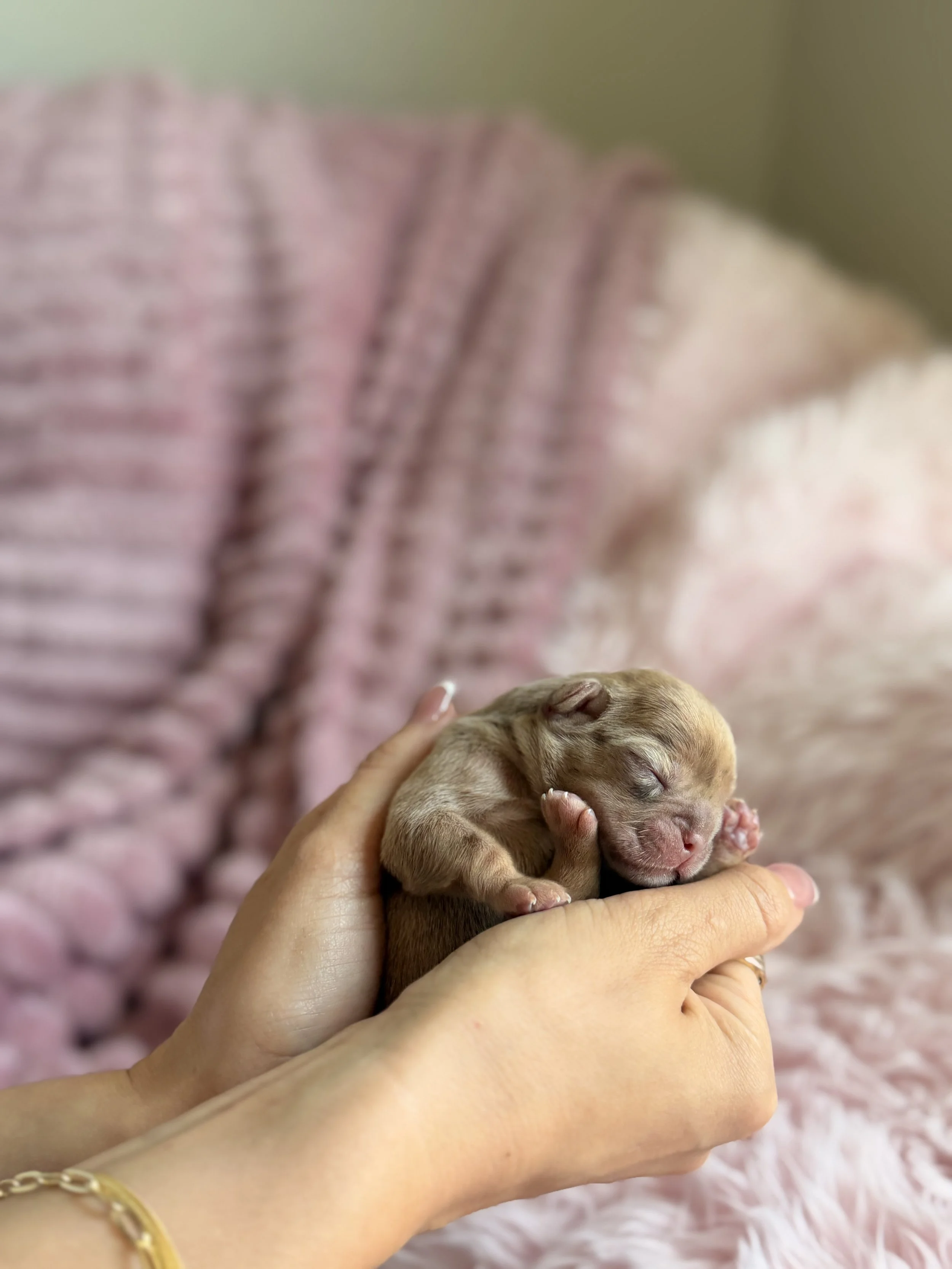 Person holding a tiny, sleeping newborn puppy with closed eyes, pink nose, and small paws, against a pink, soft, fluffy blanket background.