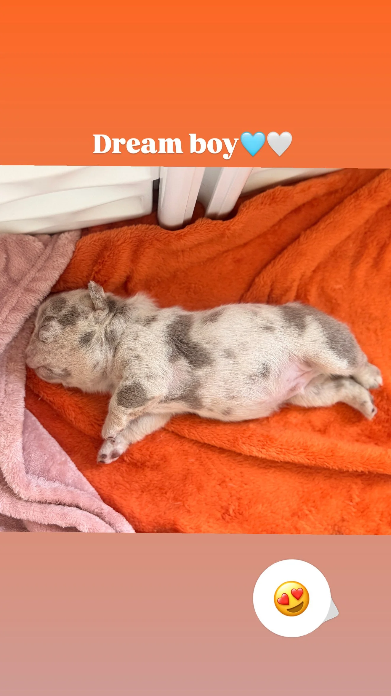 Small puppy with gray spots sleeping on an orange blanket, with a pink towel nearby.