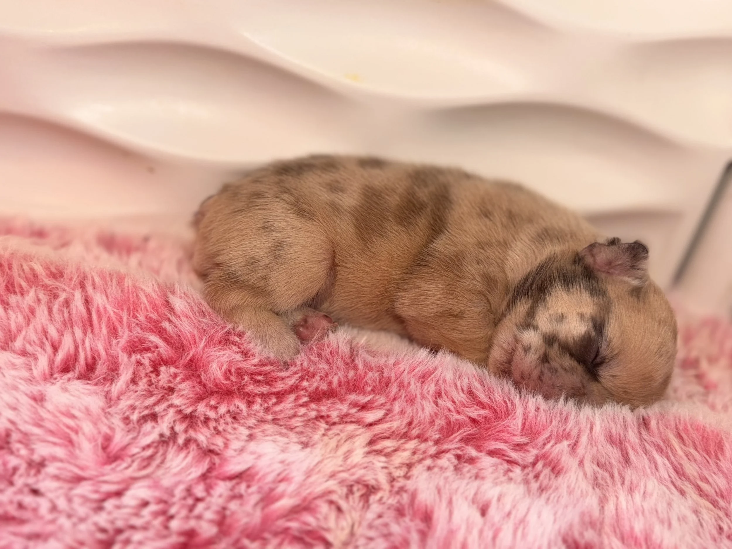 A young puppy with brown and black fur sleeping on a pink fuzzy blanket.