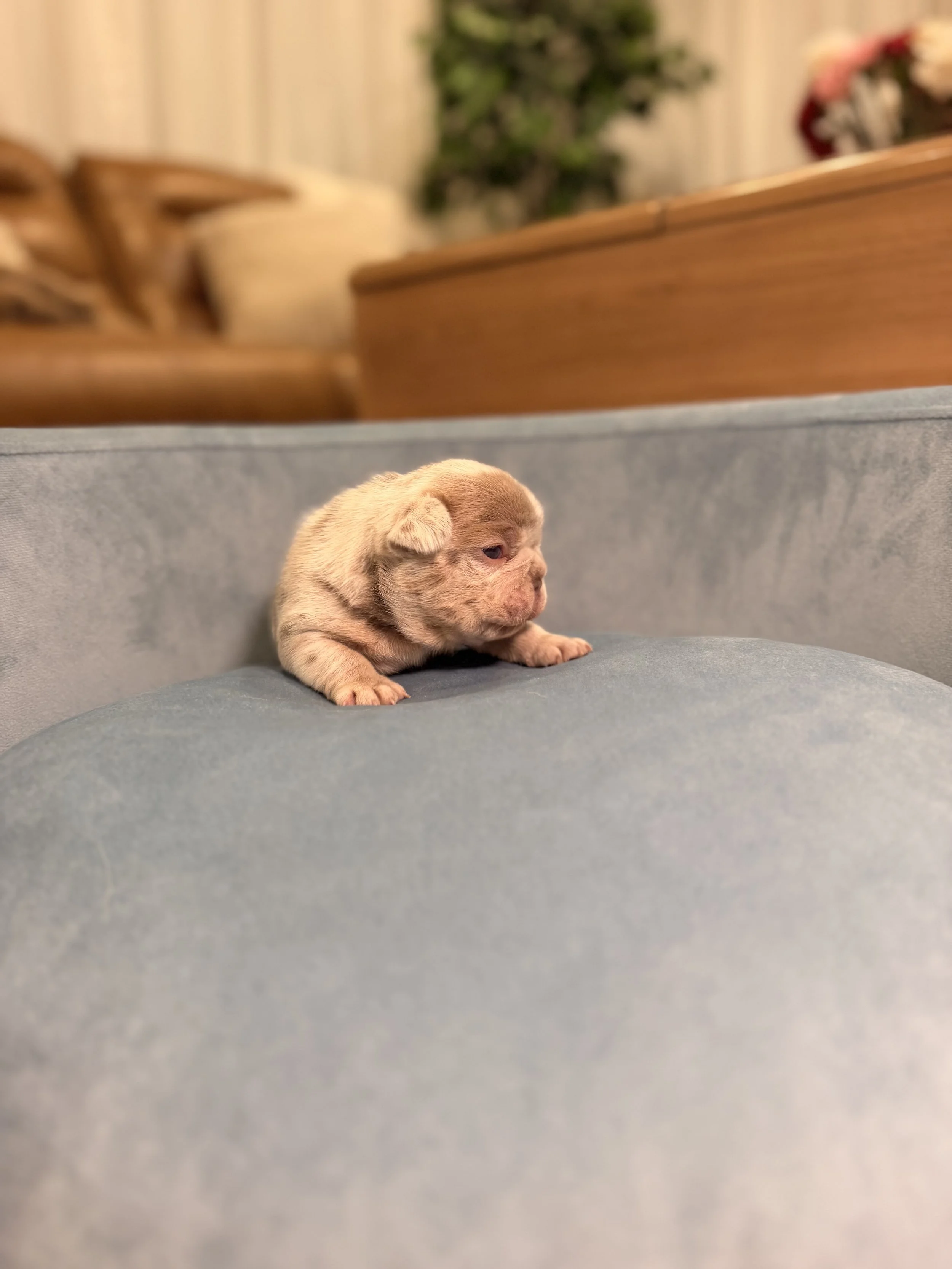 A small tan puppy lying on a gray couch with a wooden table, a green plant, and flowers in the background.