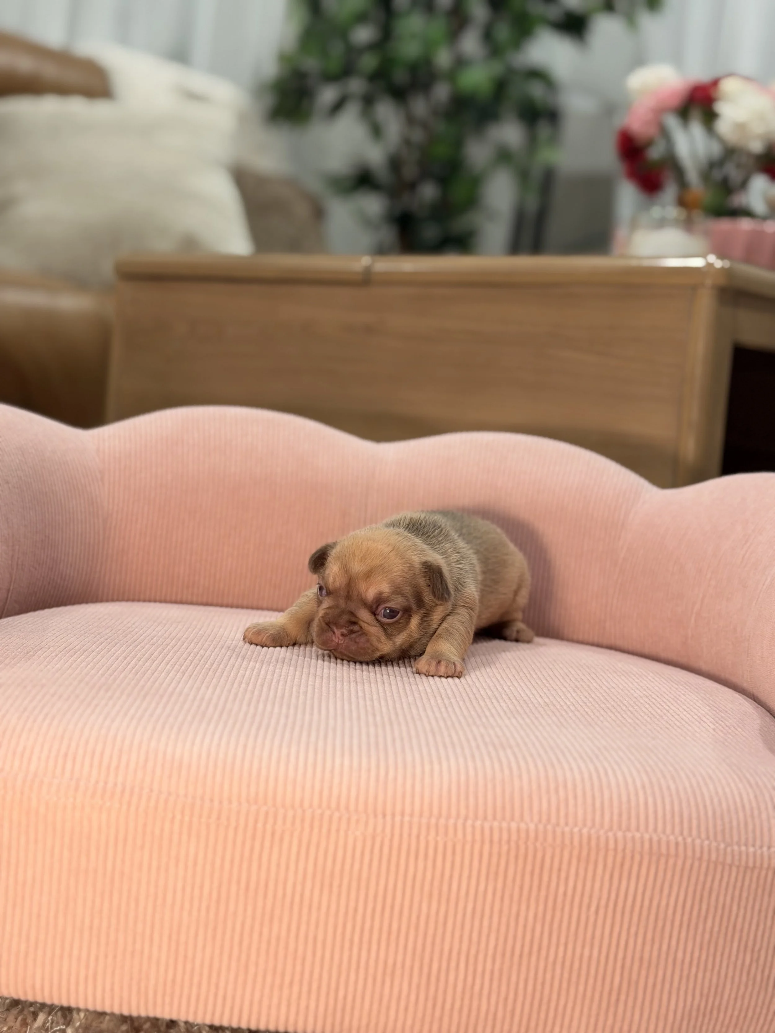 A small puppy lying on a pink cushioned chair with a quilted pattern, with plants and flowers in the background.