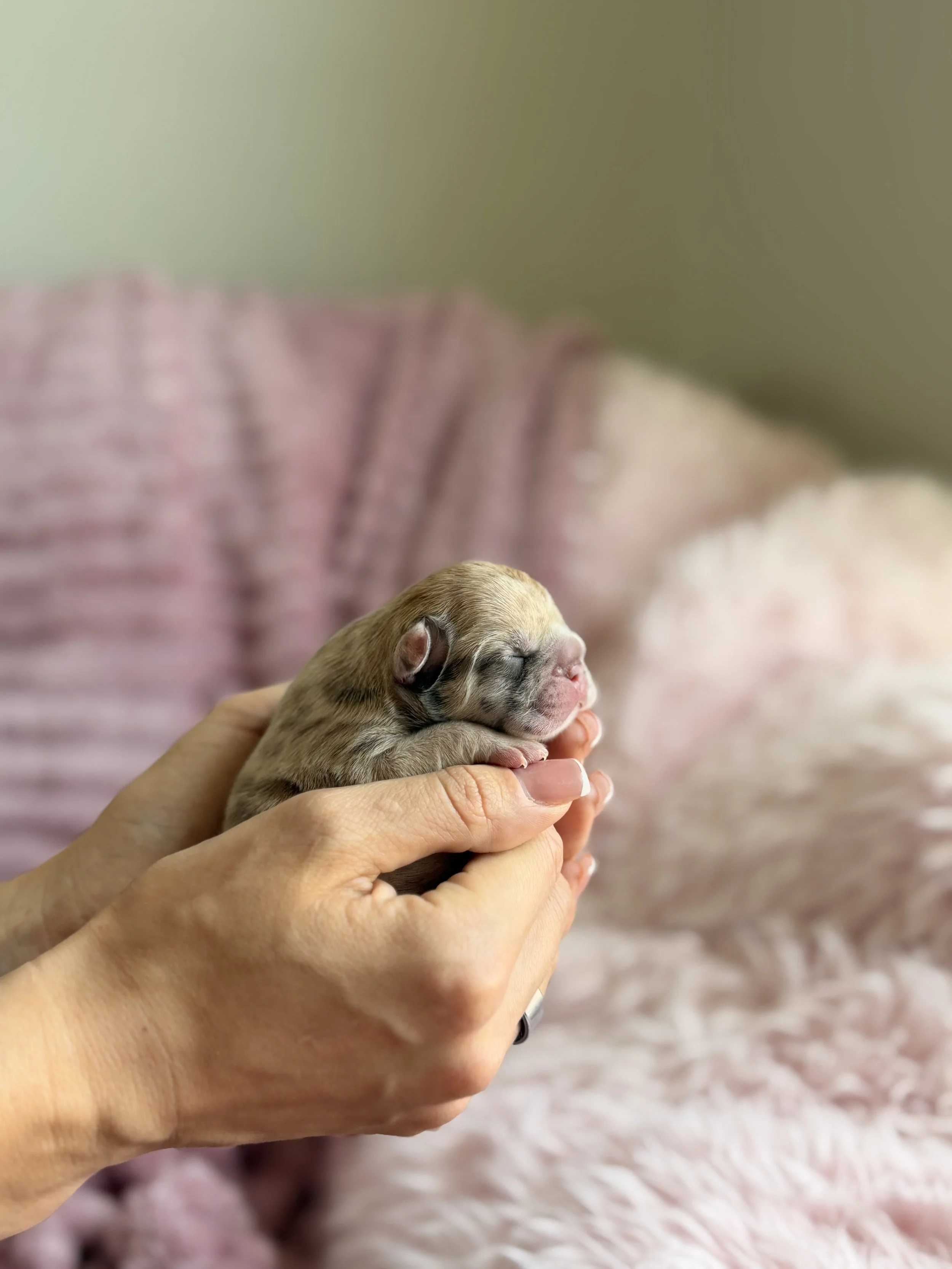 Person holding tiny, sleeping puppy with closed eyes and pink nose, with soft green and pink background.