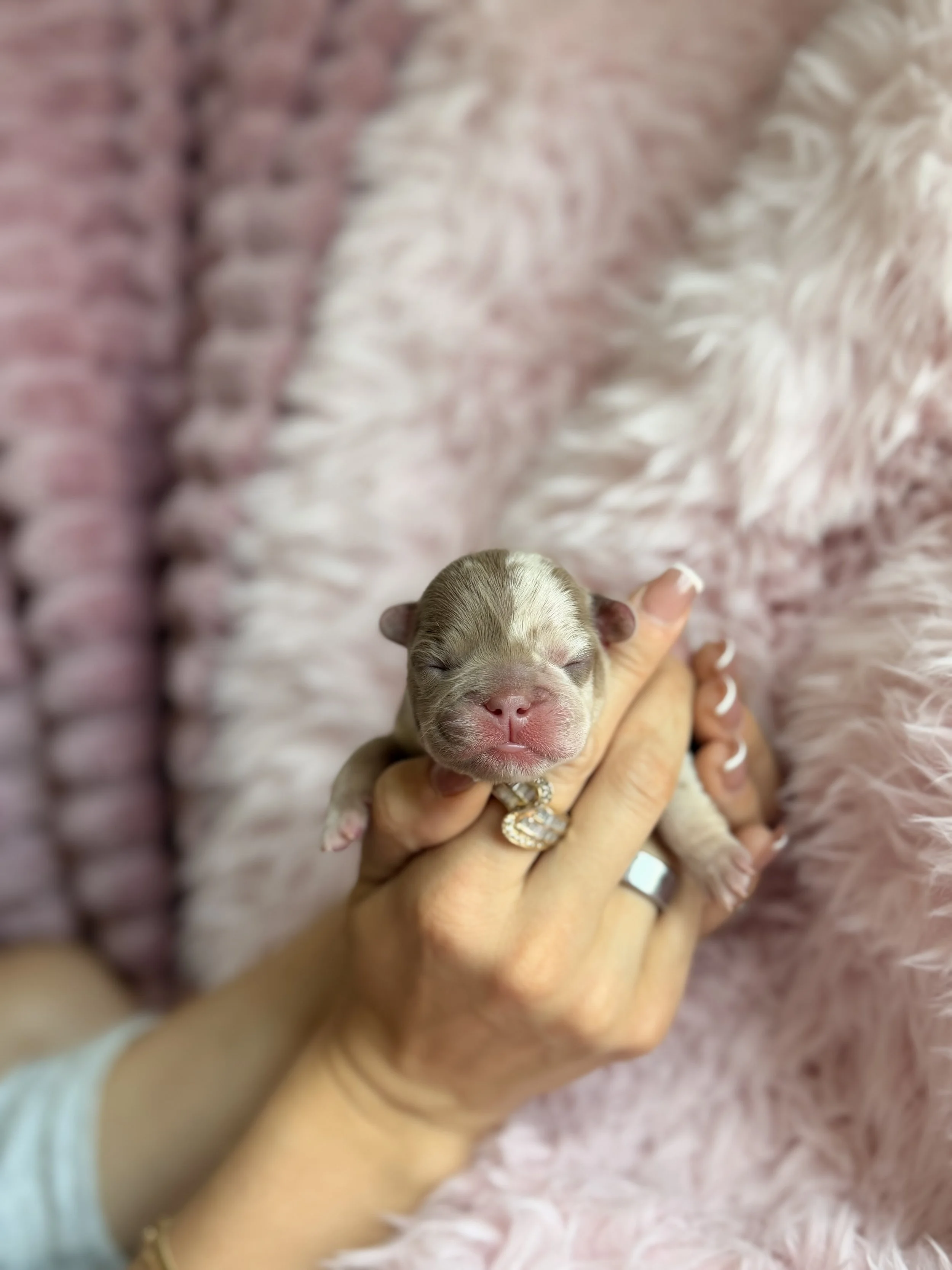 A small newborn puppy with closed eyes being gently held by a person's hand, resting on a soft pink textured blanket.