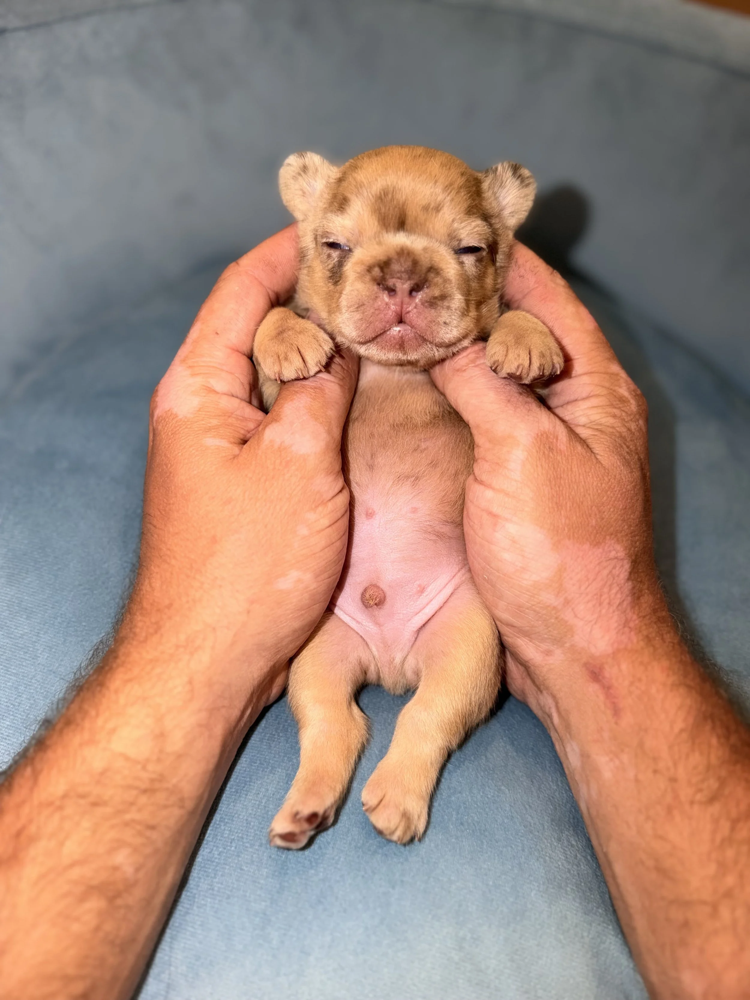 A person holding a tiny puppy with a wrinkled face and closed eyes, resting on a blue surface.