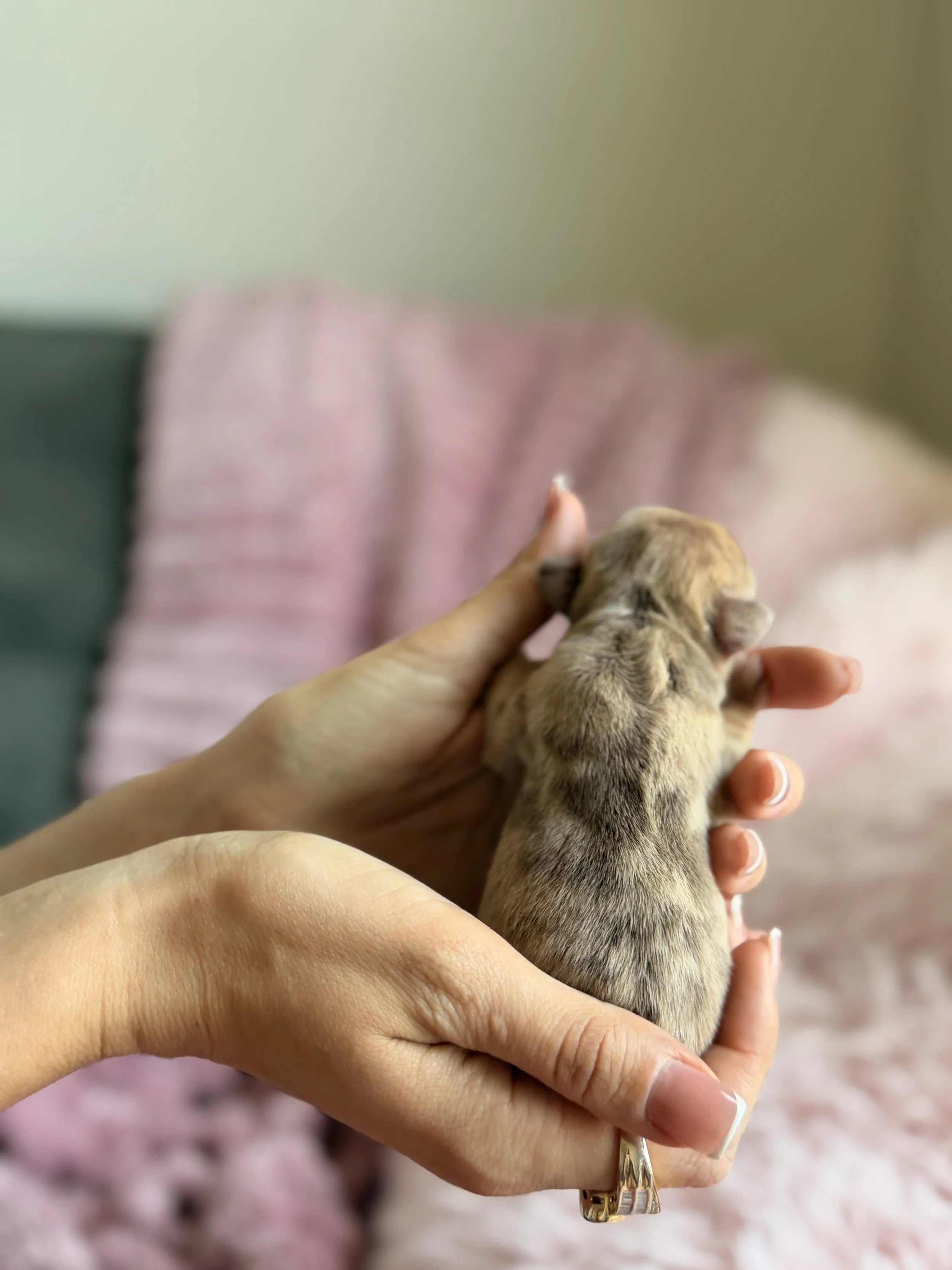 Two hands gently holding a small, tan puppy with short fur, against a pink and green background.