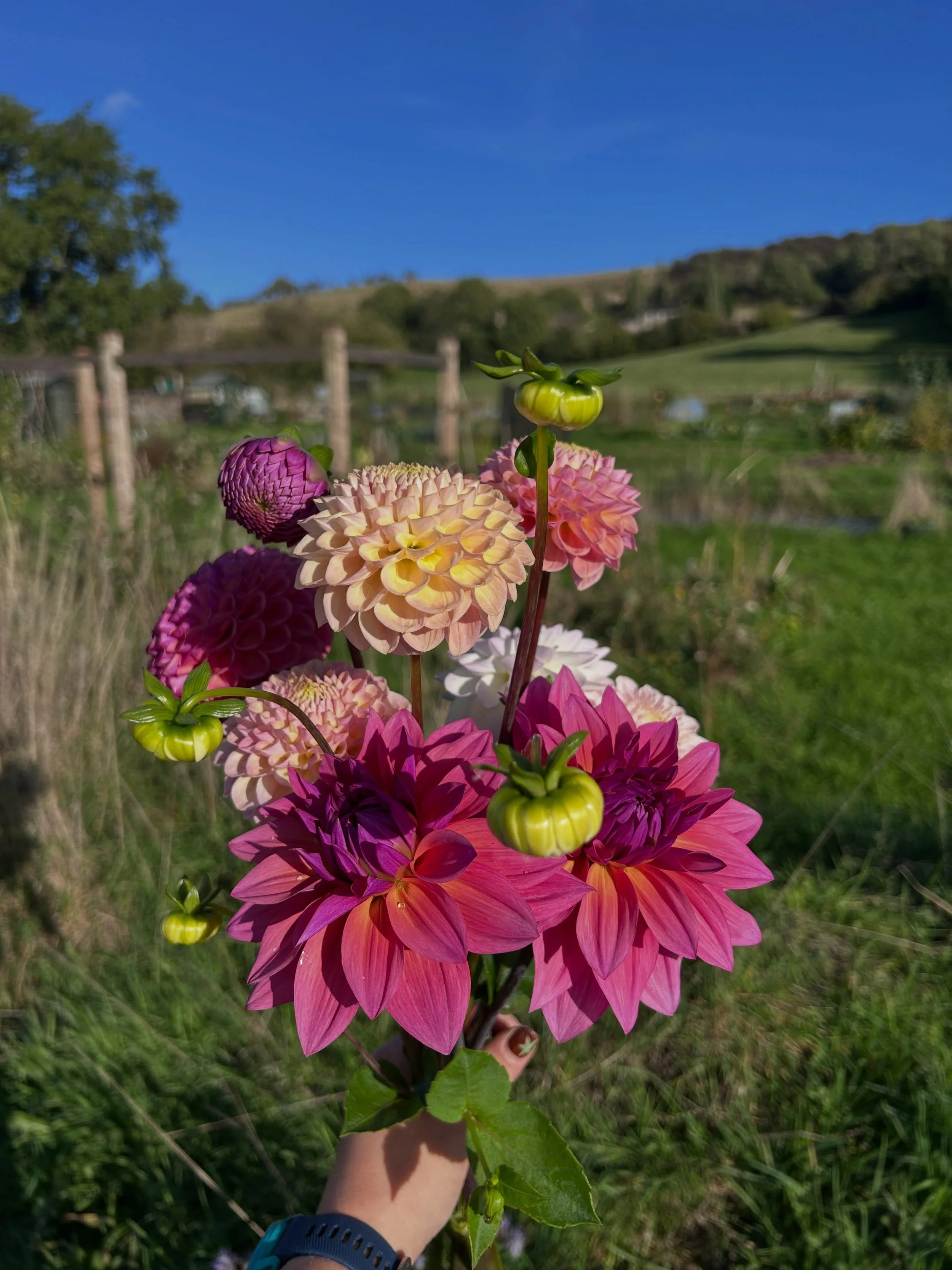 The last week has seen Autumn arrive in full force. The first cloud inversions have rested in the valley and I am loving the crisp mornings! The dahlias are also enjoying the cooler weather and I&rsquo;m hoping to have lots to cut the end of this wee