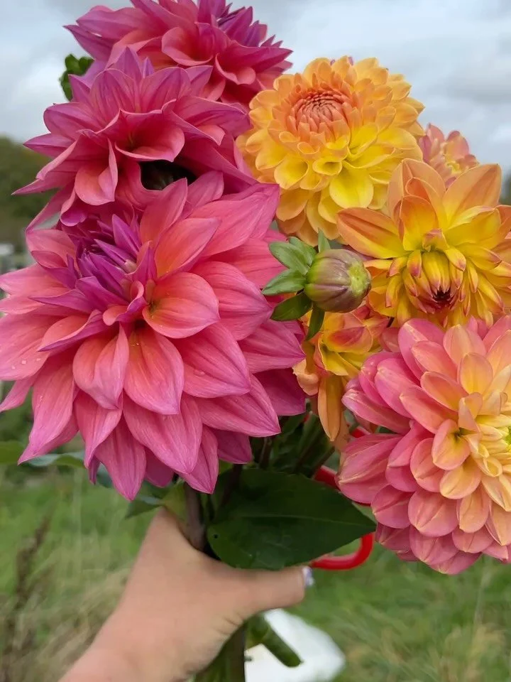 I think today will be my final proper cut of the season as it looks like a frost is coming this weekend. In some ways, I&rsquo;m looking forward to that full stop on the year. However, I will be so sad to see these gorgeous colours disappear.
