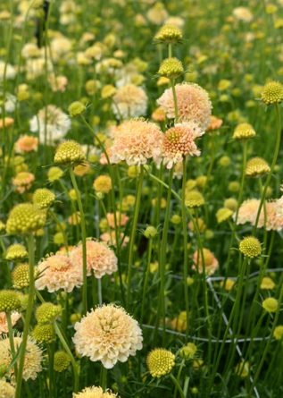 Scabious ‘Fata Morgana’ in soft apricot and blush tones growing in the field, showing delicate petals and airy movement ideal for pastel wedding bouquets