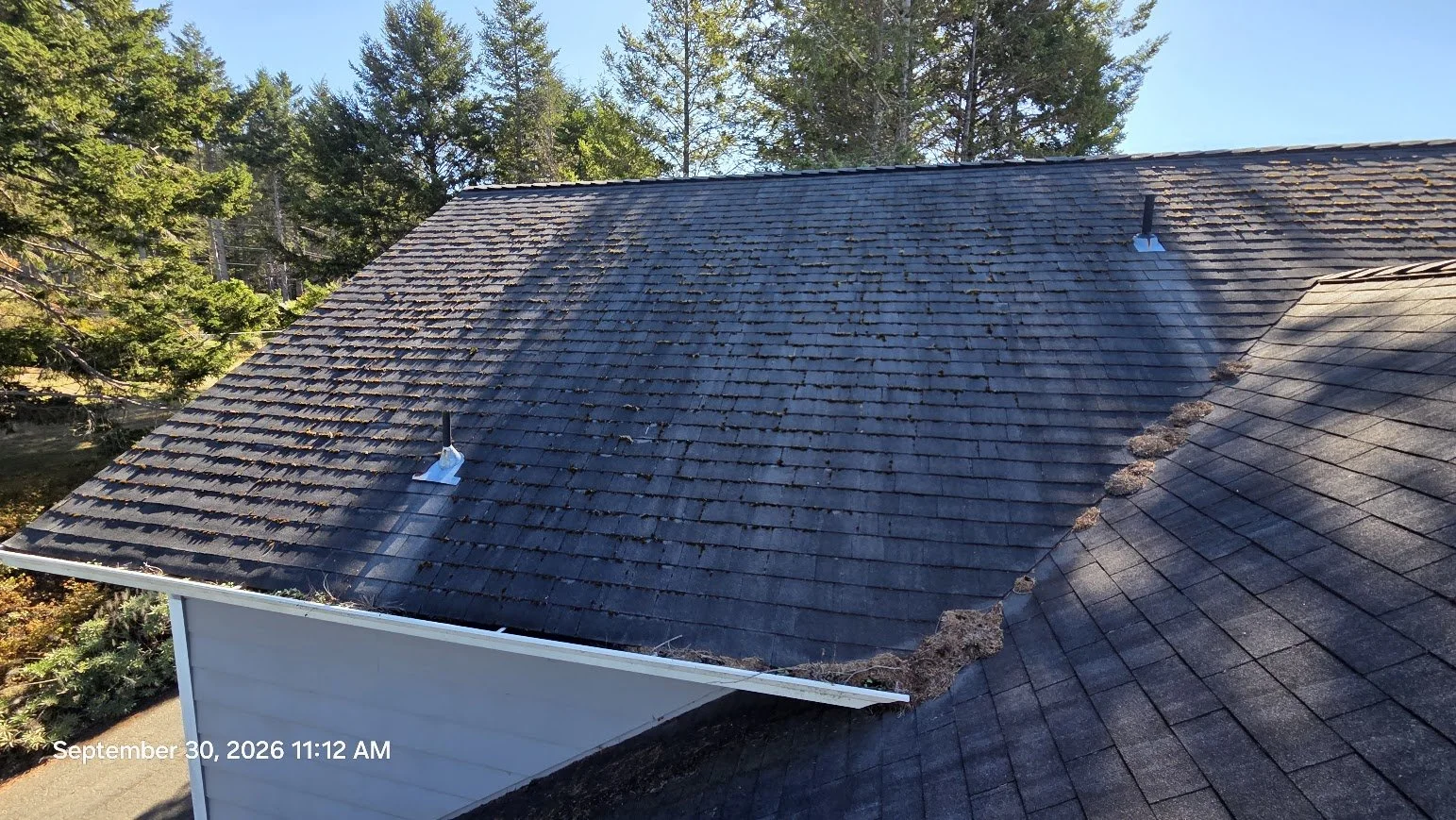 Moss had established itself across this steep Shelter Cove roof, with heavier growth visible along the shingle edges and lower sections.