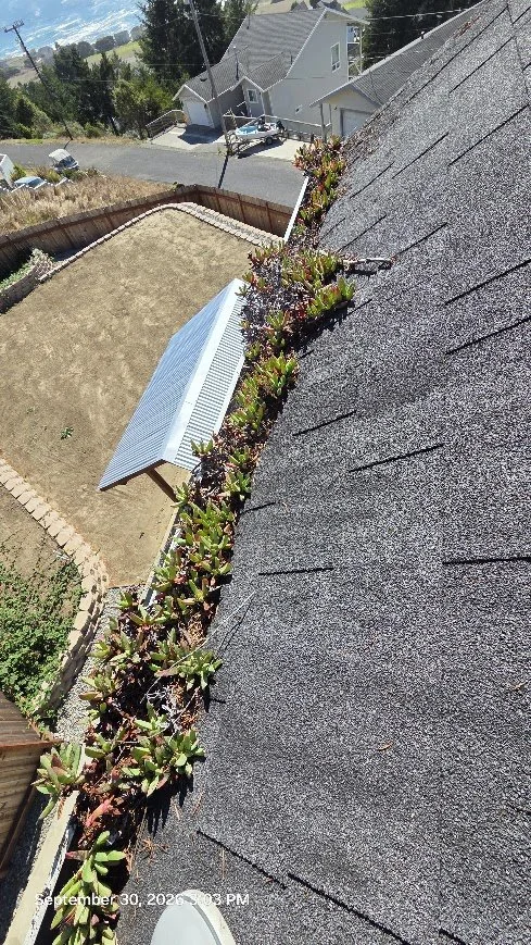 Established ice plant, daisies, thistles and other vegetation had taken root among the accumulated debris in these second-story gutters. The dense growth was carefully removed to clear the gutter channel.