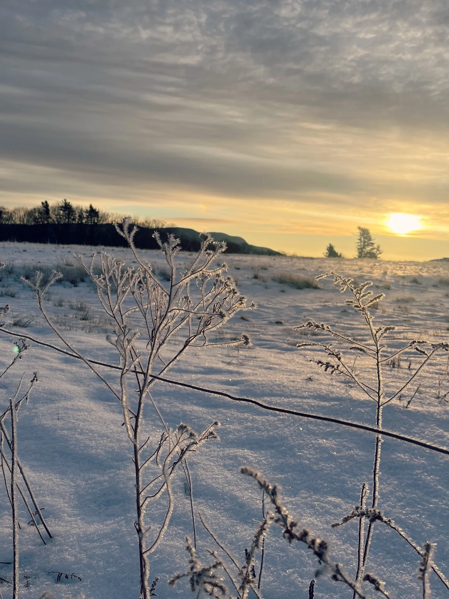 How was your first week of 2026? There&rsquo;s been a lot to be concerned about it in the national news and while we love to share beautiful spaces, schemes and talk design - I wanted to start the year with this peaceful, ice-layered moment from Janu