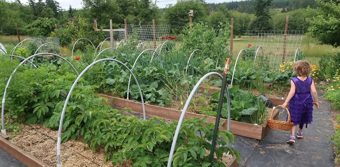 A little girl prepares to harvest from an abundant garden.