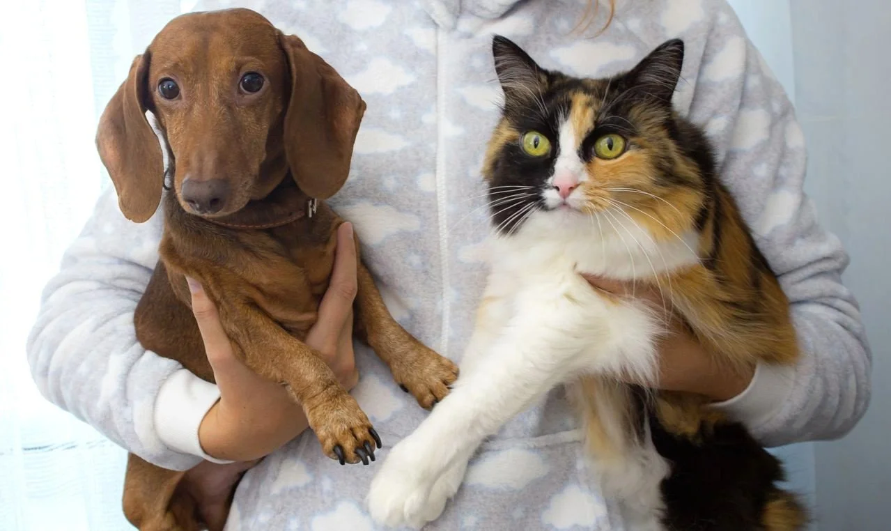 A dog and a cat are held by their person.