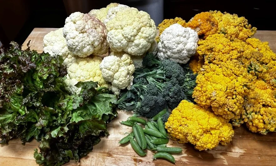 bountiful fresh produce from a garden