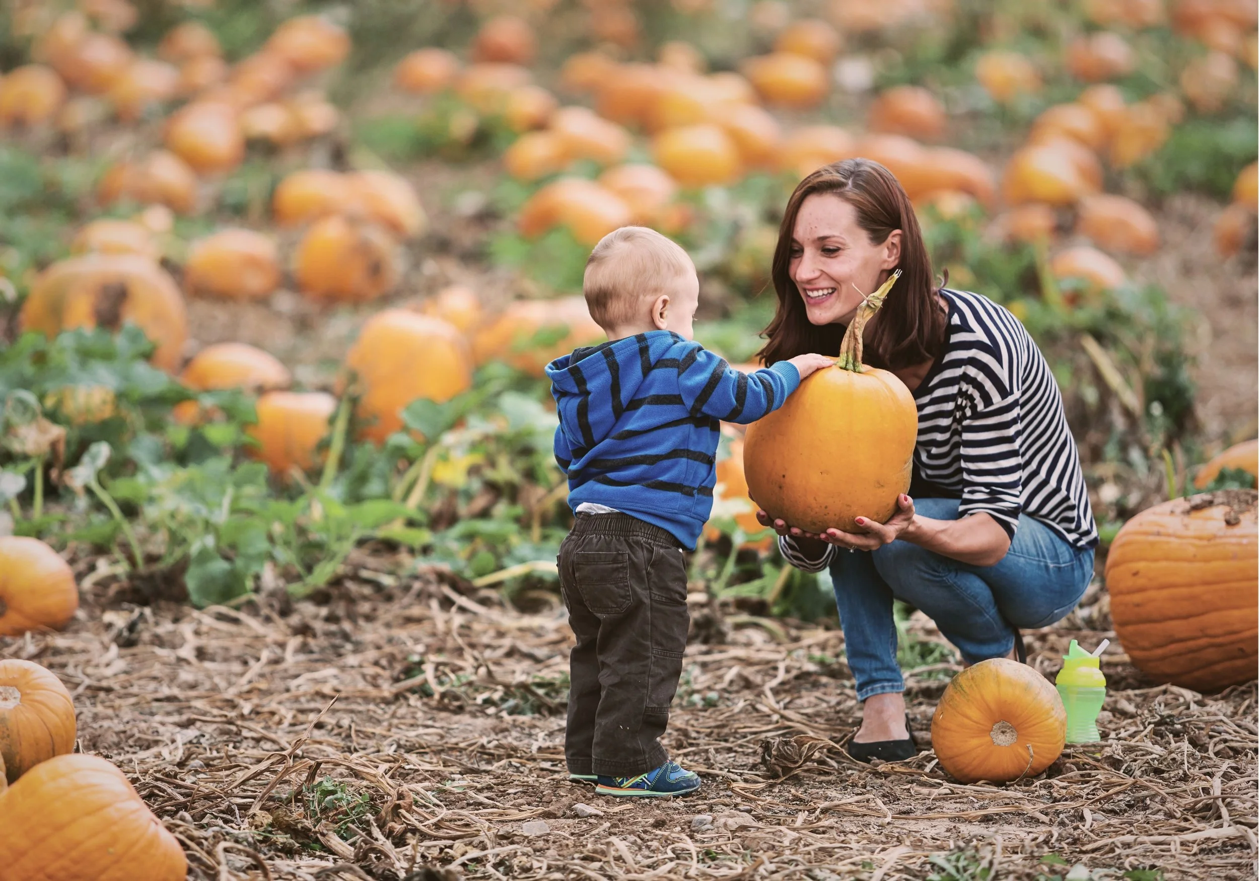 Houston’s Top Pumpkin Patches | 2026