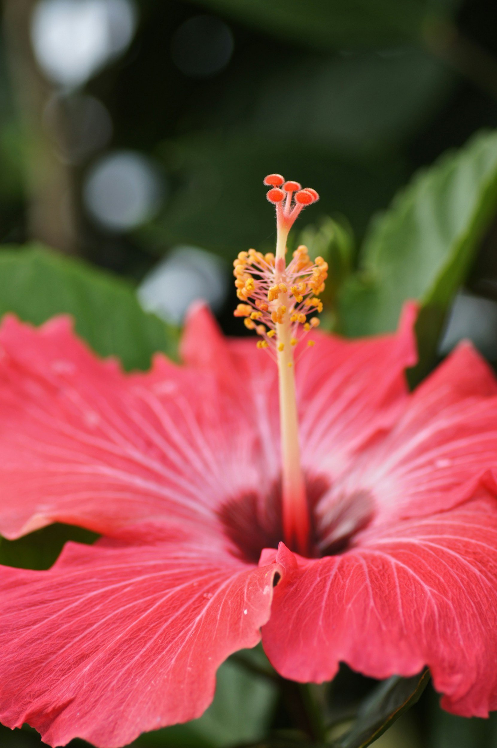 Close-up of a pink hibiscus flower with its stamen extending upward, surrounded by green leaves.
