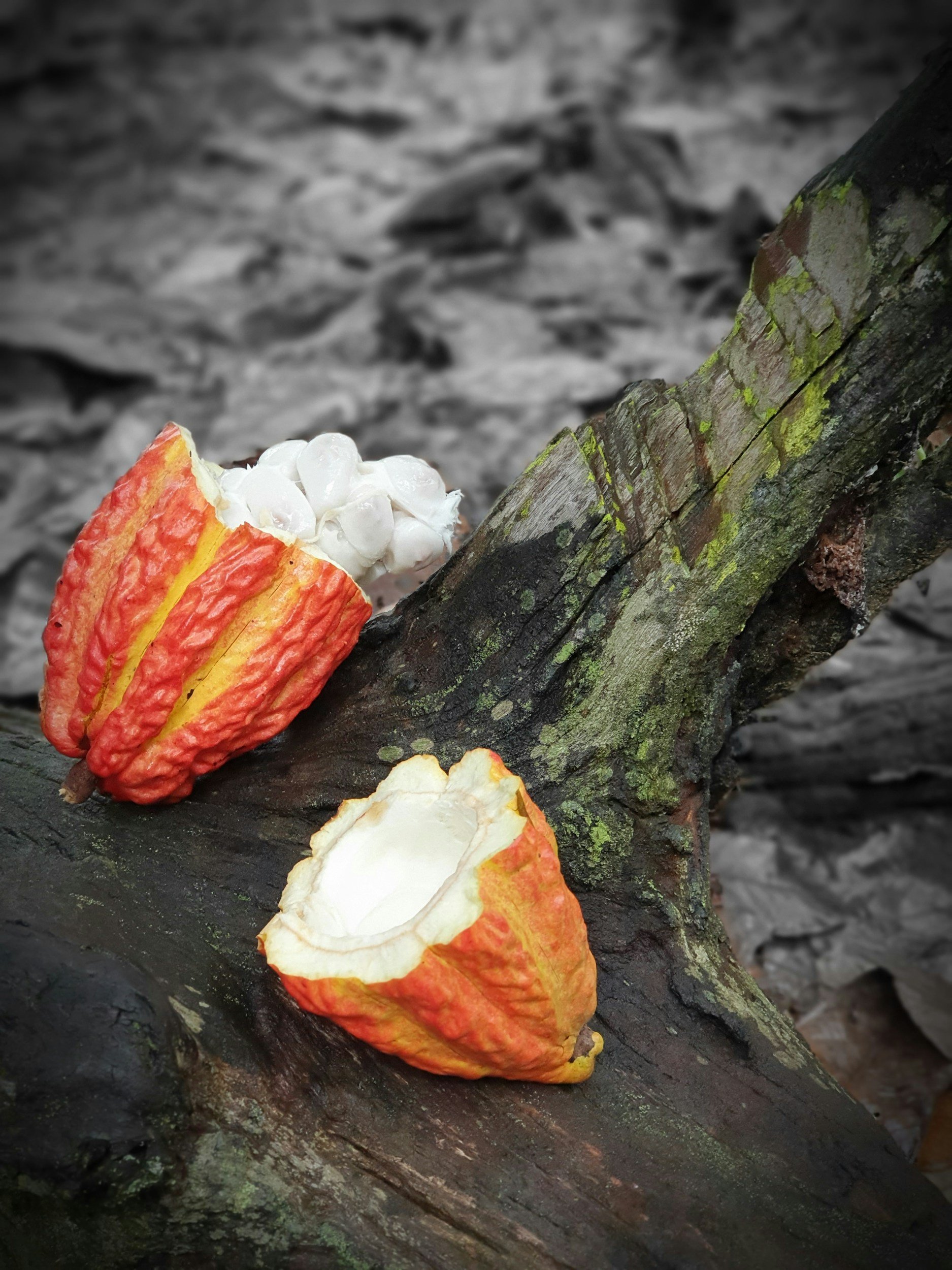 A piece of a red and yellow apple with white seeds and a hollowed-out piece of the apple with a rough broken edge on a mossy, dark tree branch.