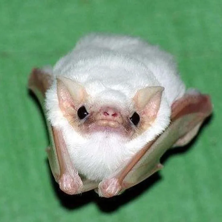 marshmallow bat.jpg