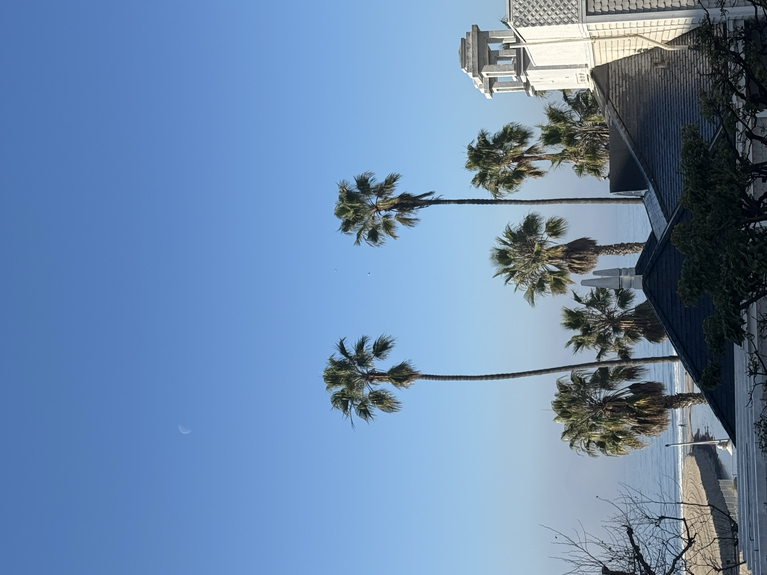 Coastal scene with blue sky, palm trees, and a crescent moon visible in the sky.