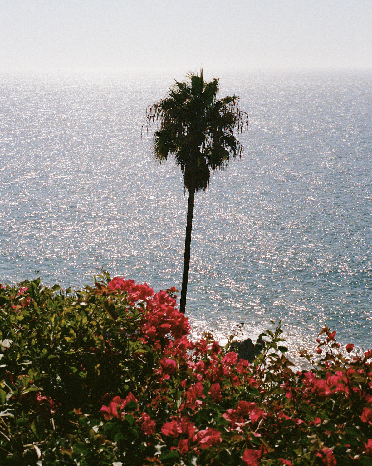 A single tall palm tree stands near a large cluster of vibrant pink flowers, with the ocean and a shimmering horizon in the background.