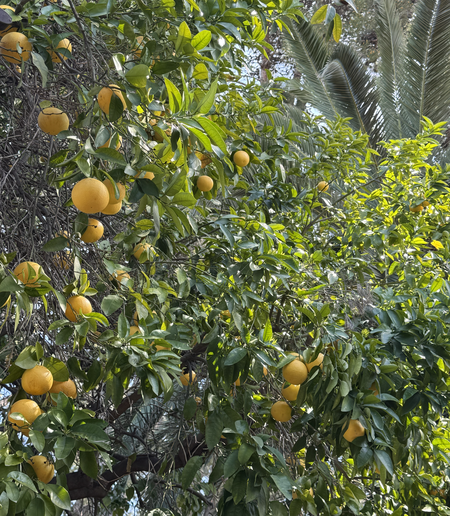 A citrus tree laden with ripe, yellow oranges among green foliage, with tall palm trees in the background.
