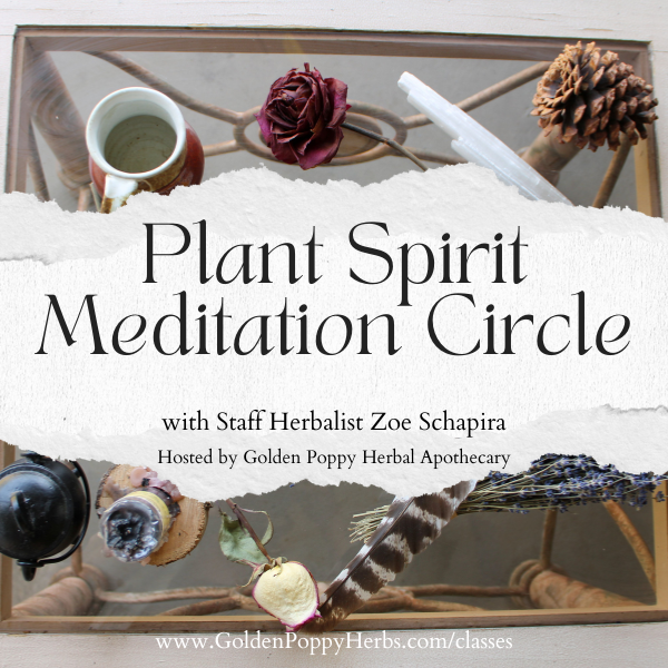 Plant Spirit Meditation Circle with Zoe Schapira