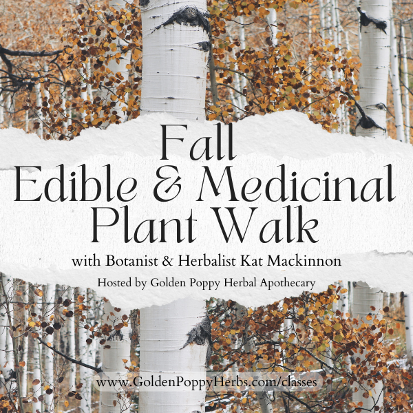 Fall Edible and Medicinal Plant Walk