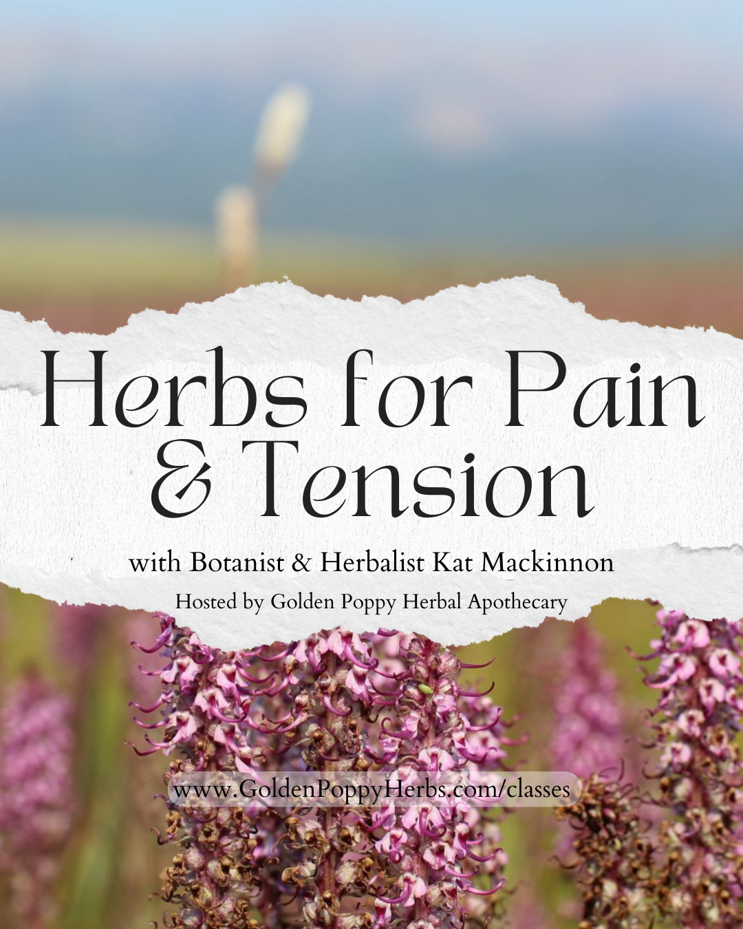 Herbs for Pain and Tension with Kat Mackinnon