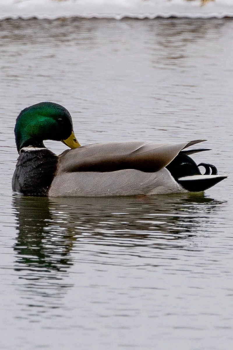 Waterfowl Website-14.jpg