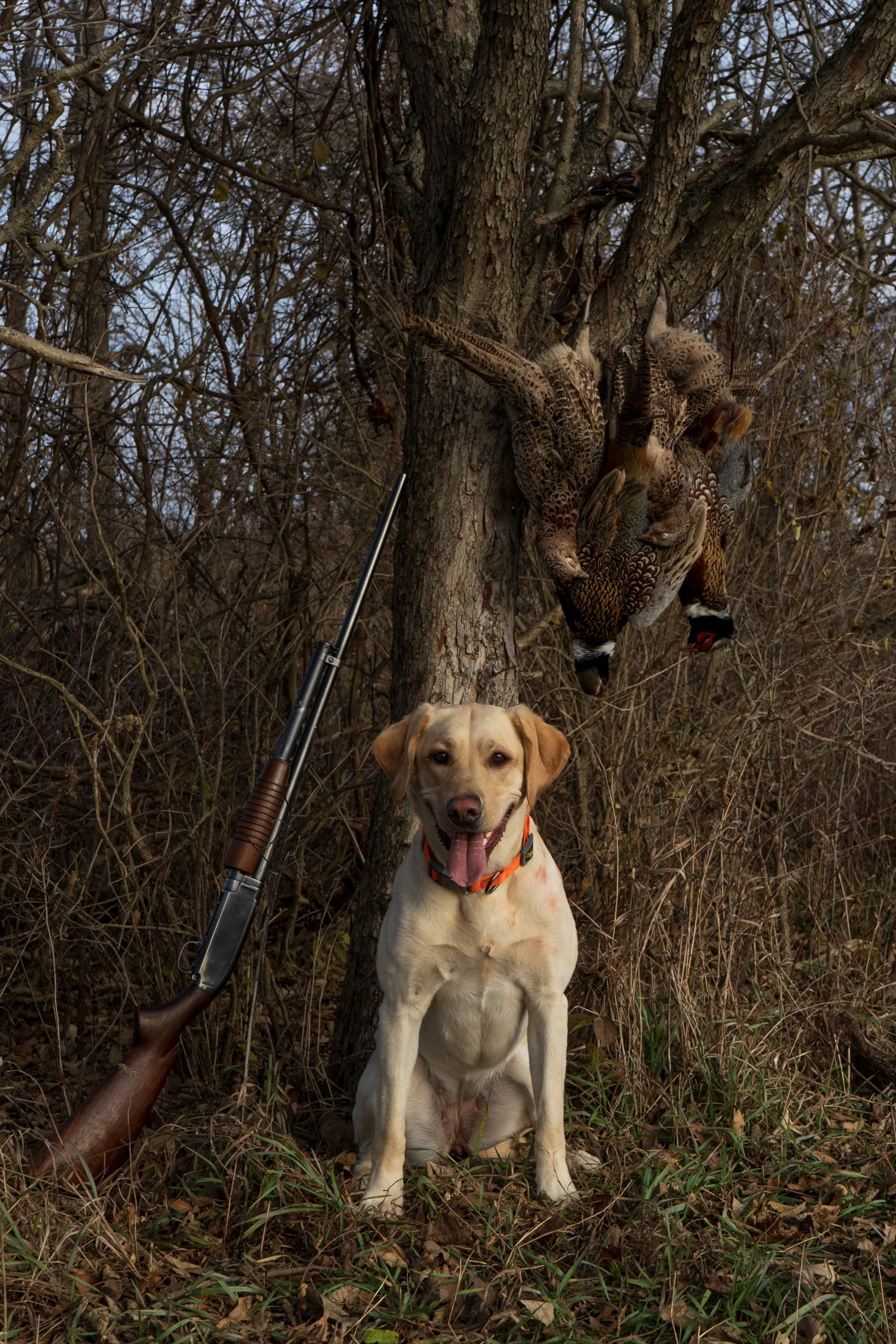 Cali first phesant hunt-1.jpg