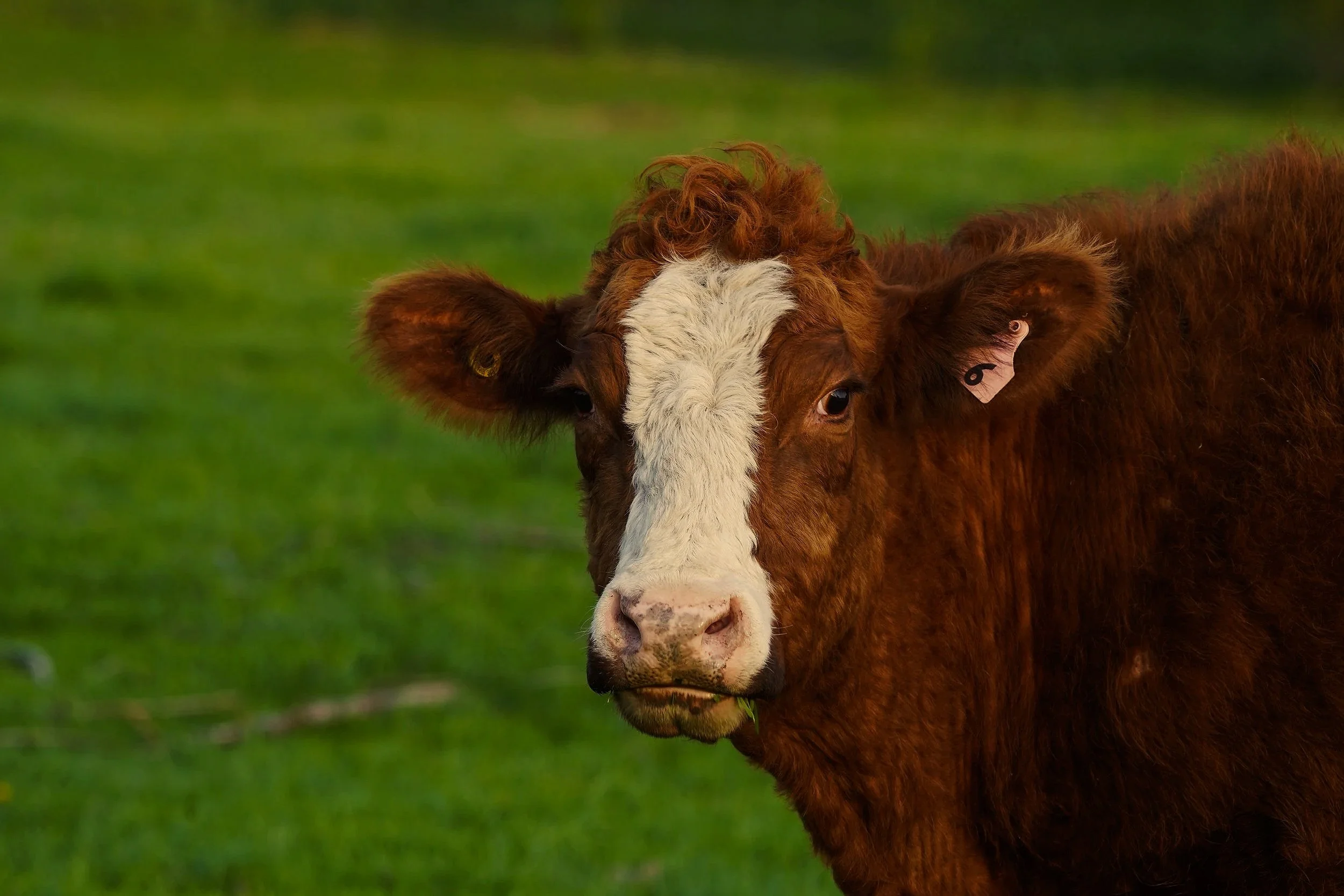 cows.jpg