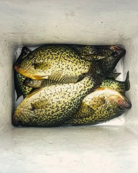 Crappie+cooler-2.jpg