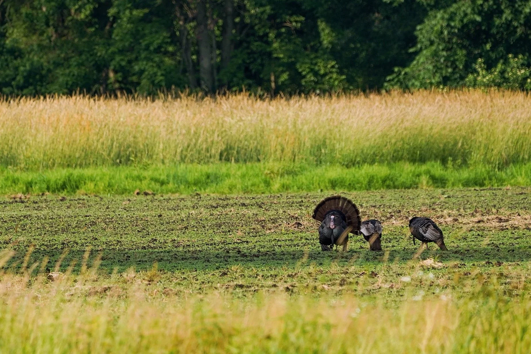 turkey+strut.jpg