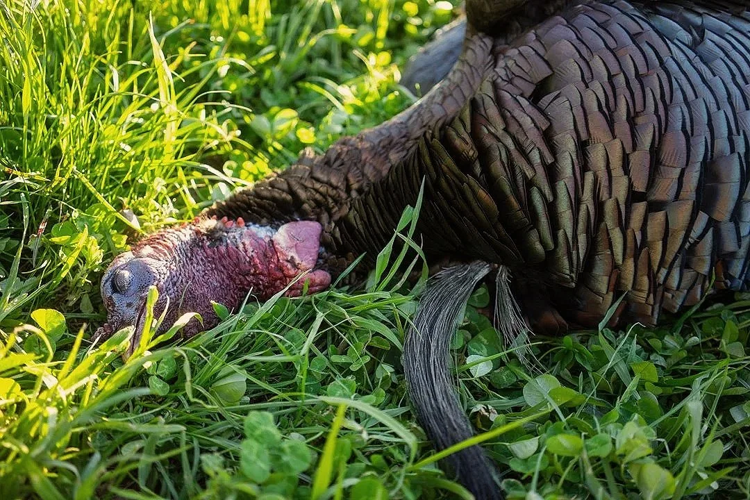 Turkey+Beard.jpg