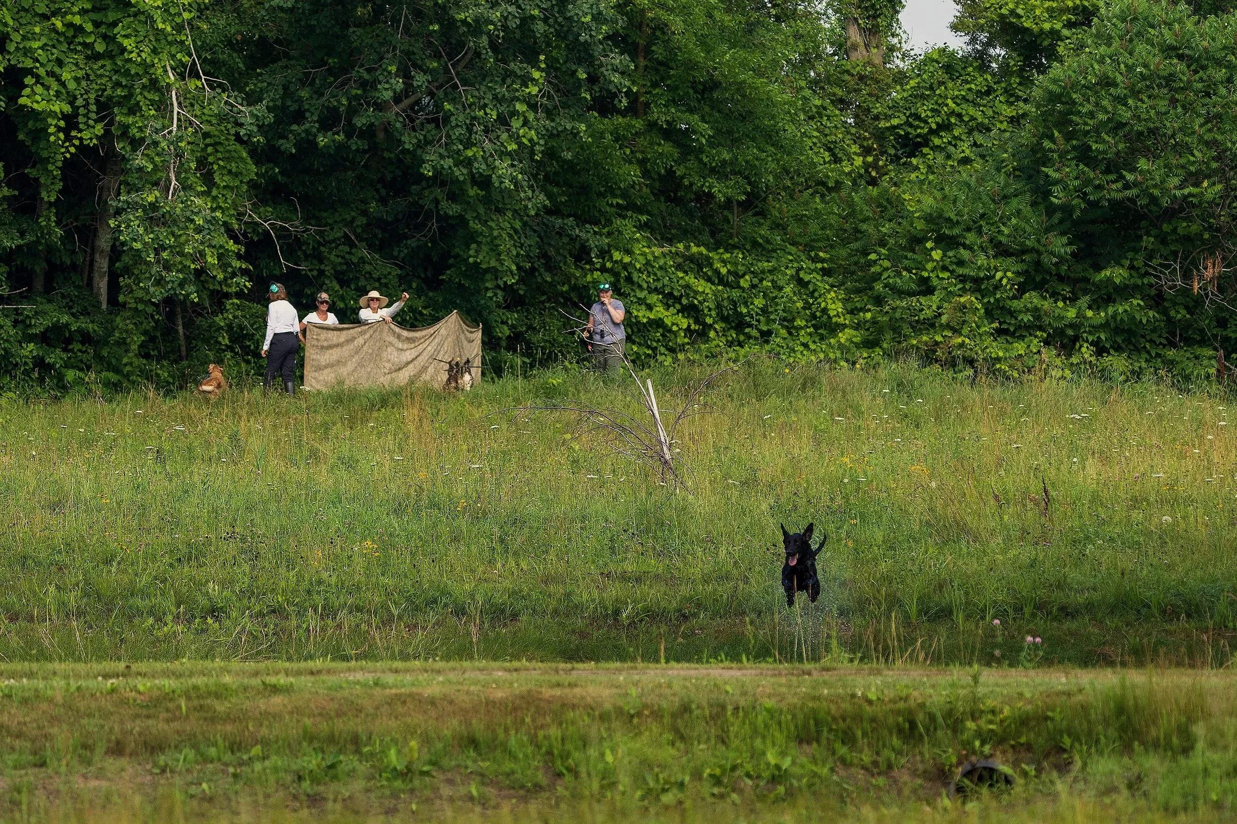 Dog+Training+July+11%2C+2025-3.jpg