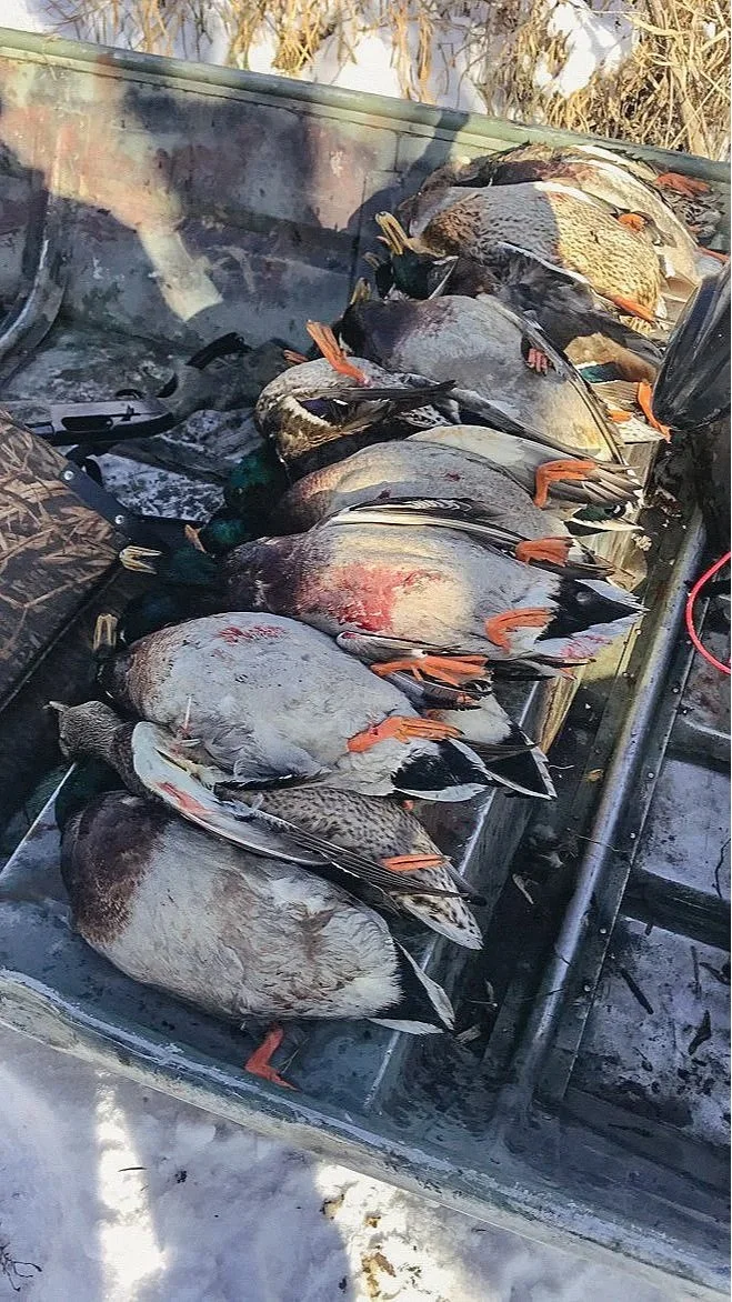 Waterfowl+Website-01.jpg