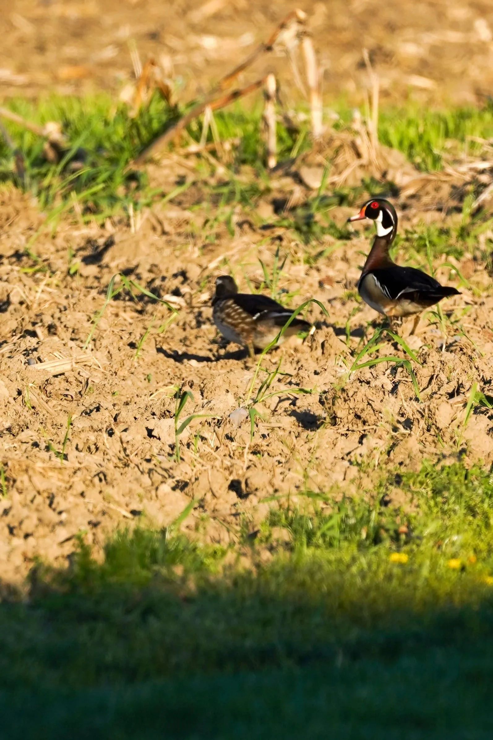 Waterfowl+Website-13.jpg