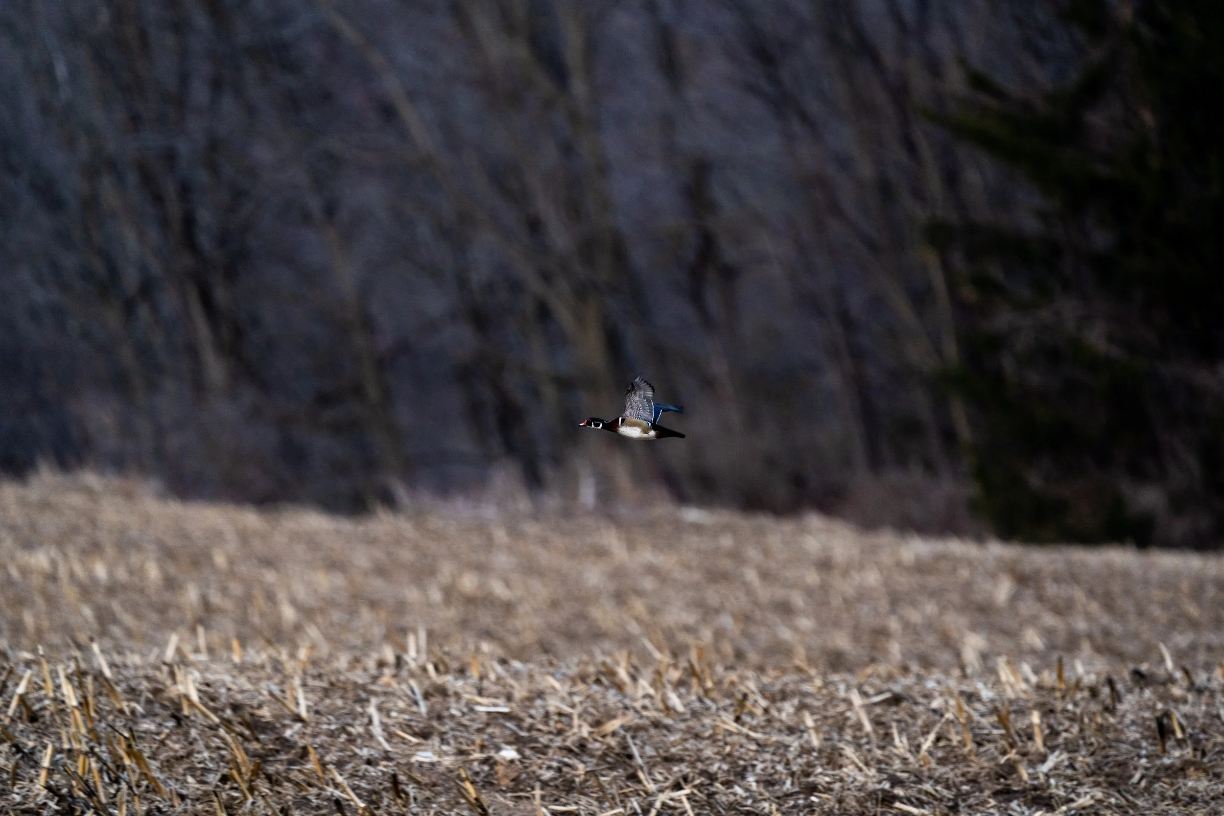 Waterfowl Website-19.jpg