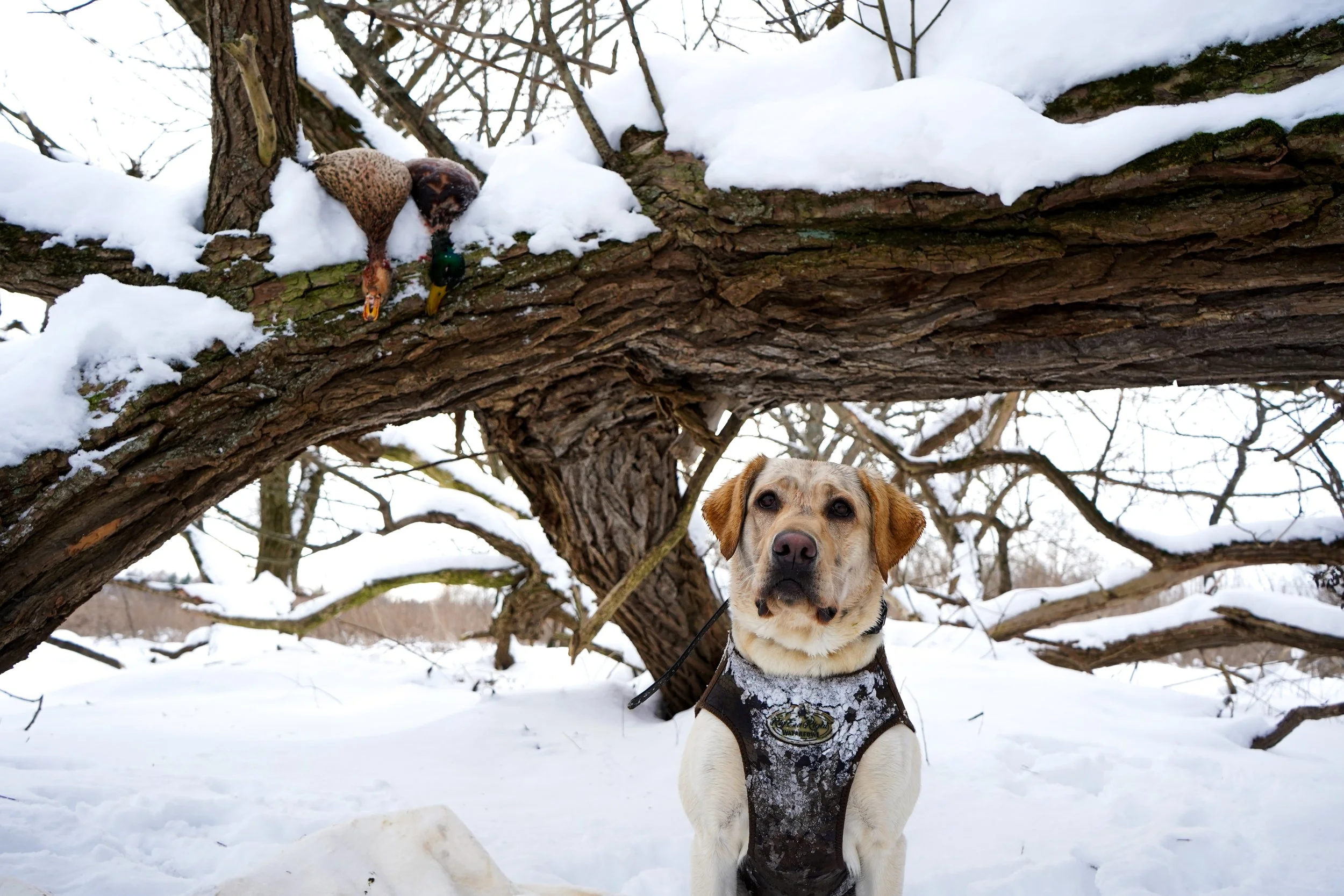 Waterfowl Website-07.jpg