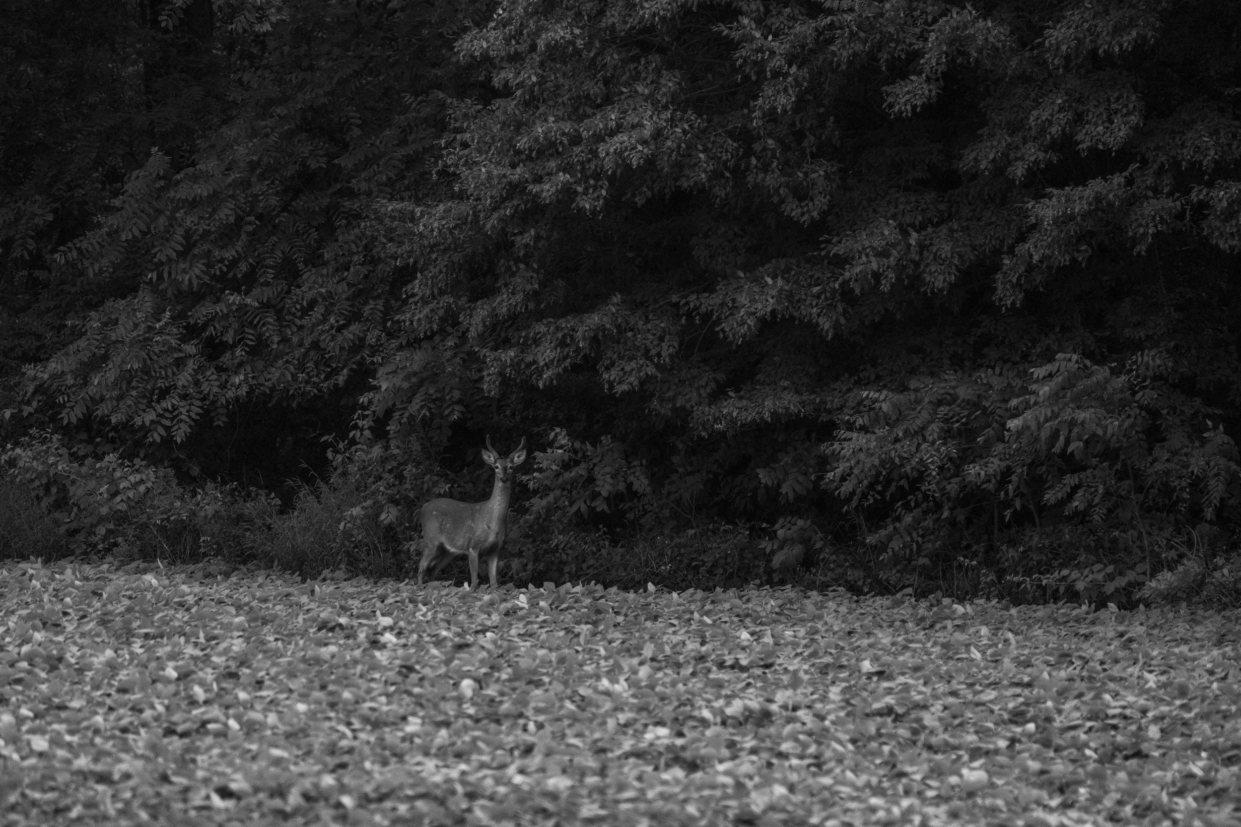 Whitetail Website-37.jpg