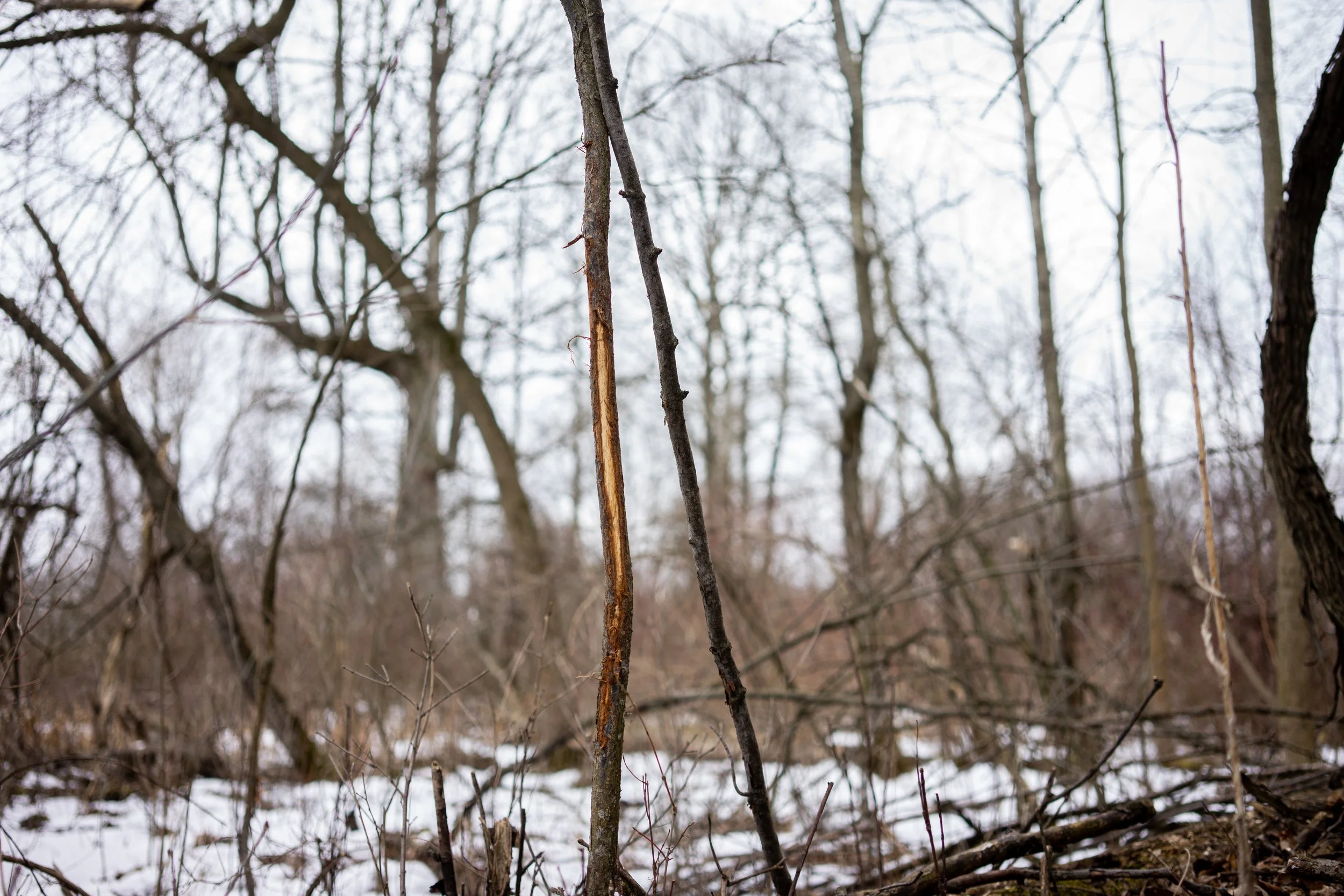 Whitetail Website-16.jpg