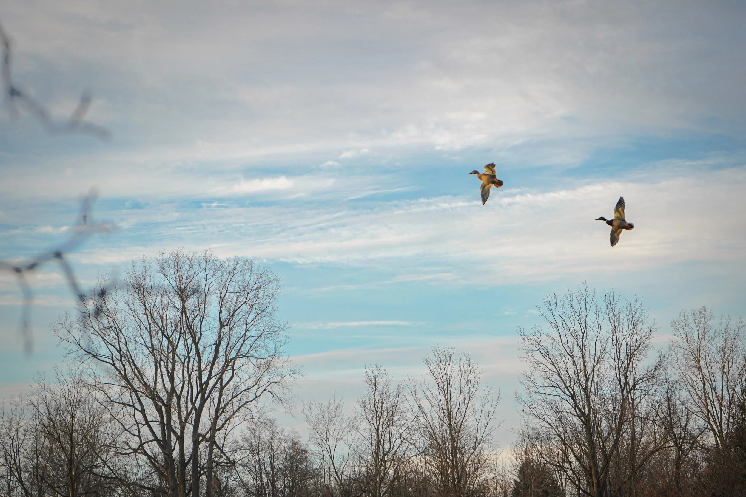 Mallards in flight.jpg