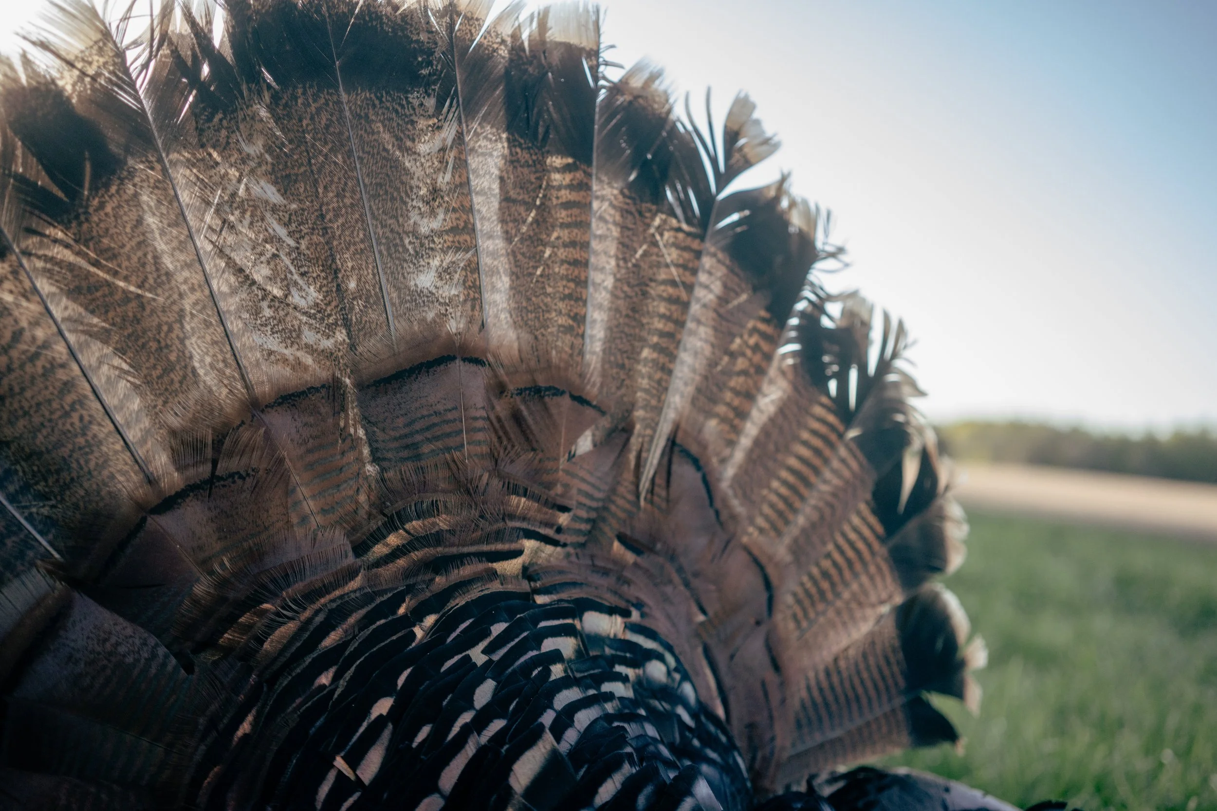 Turkeys Website-07.jpg