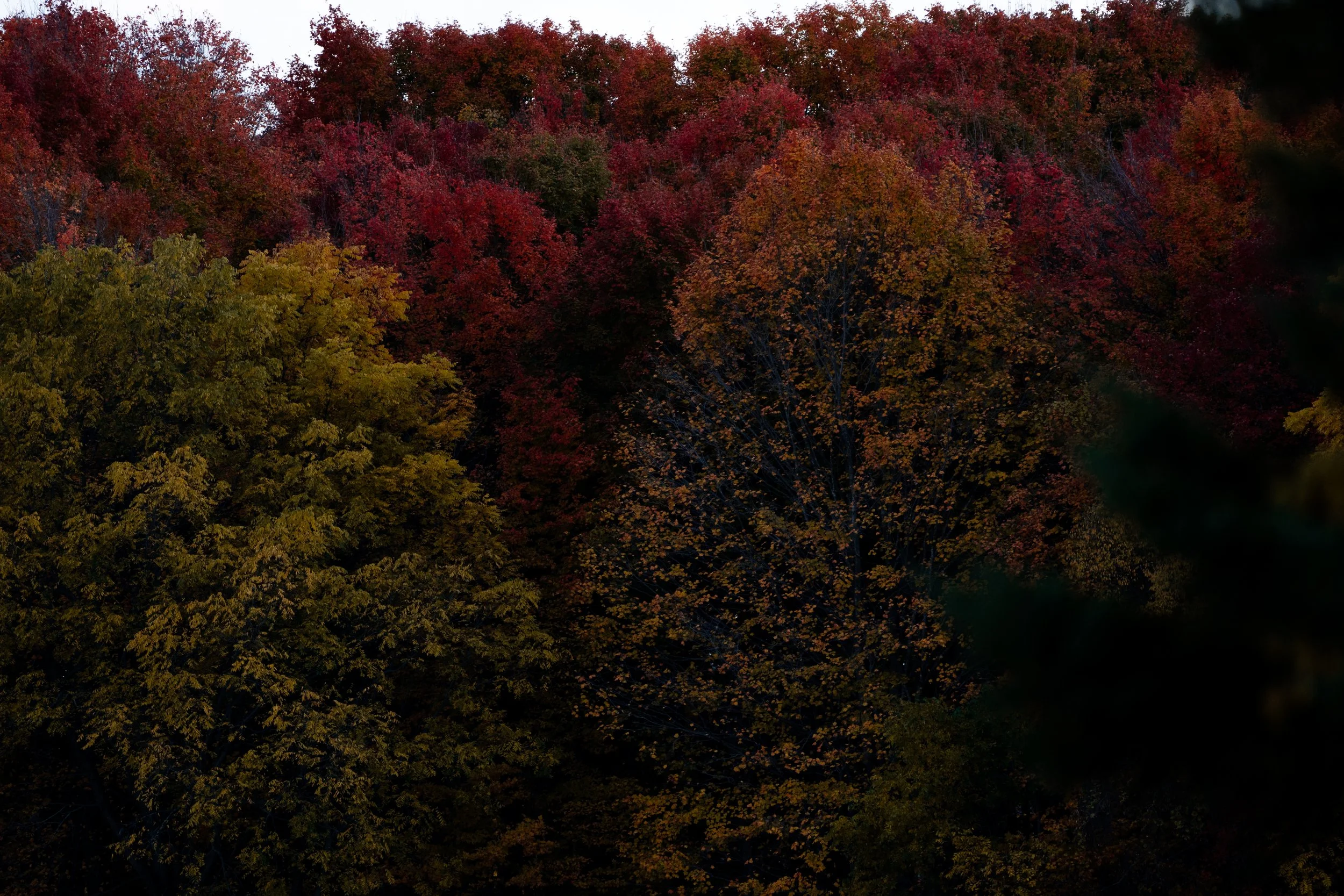 Fall Colours 2025-1.jpg