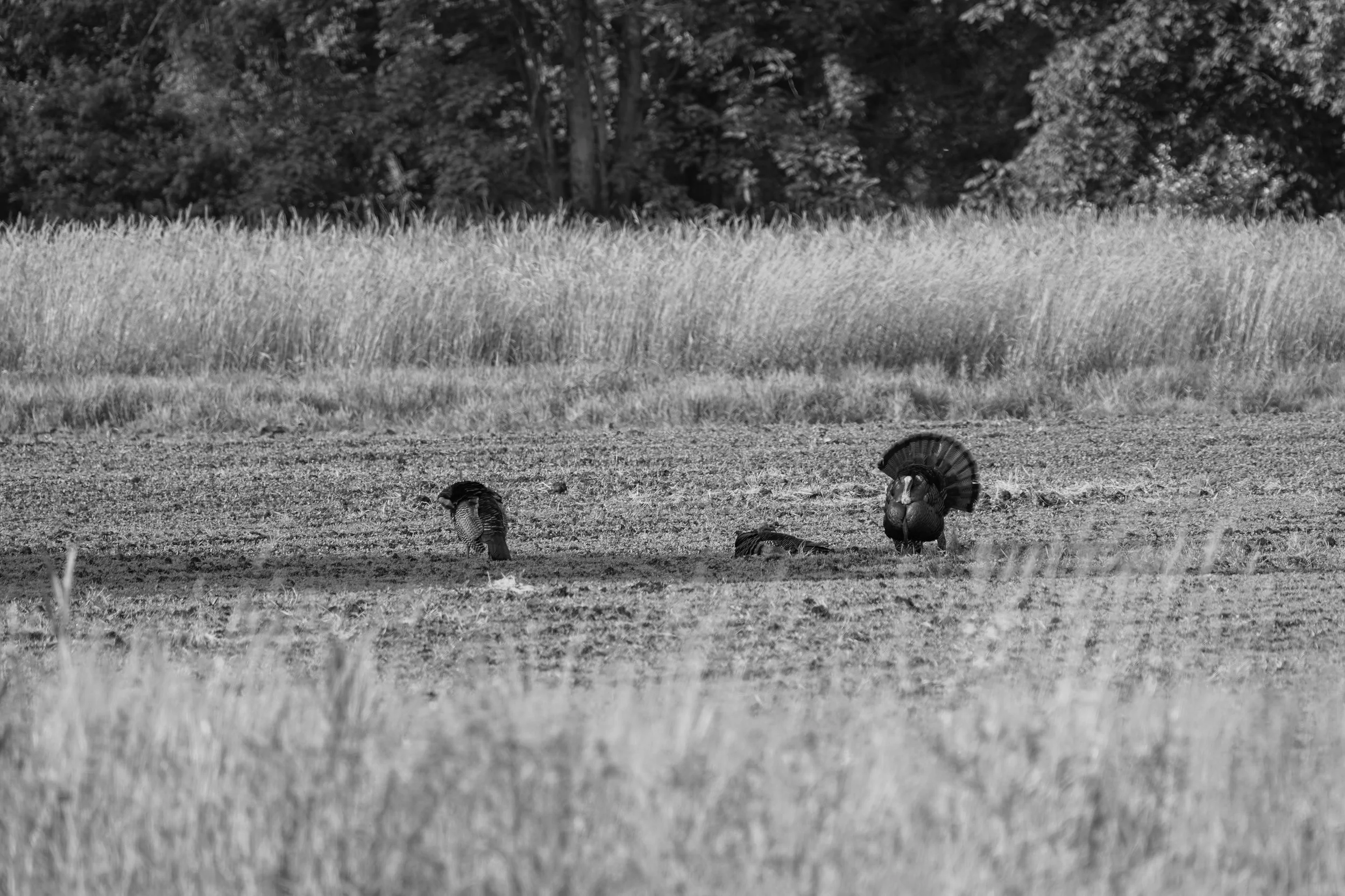 Turkeys Website-32.jpg